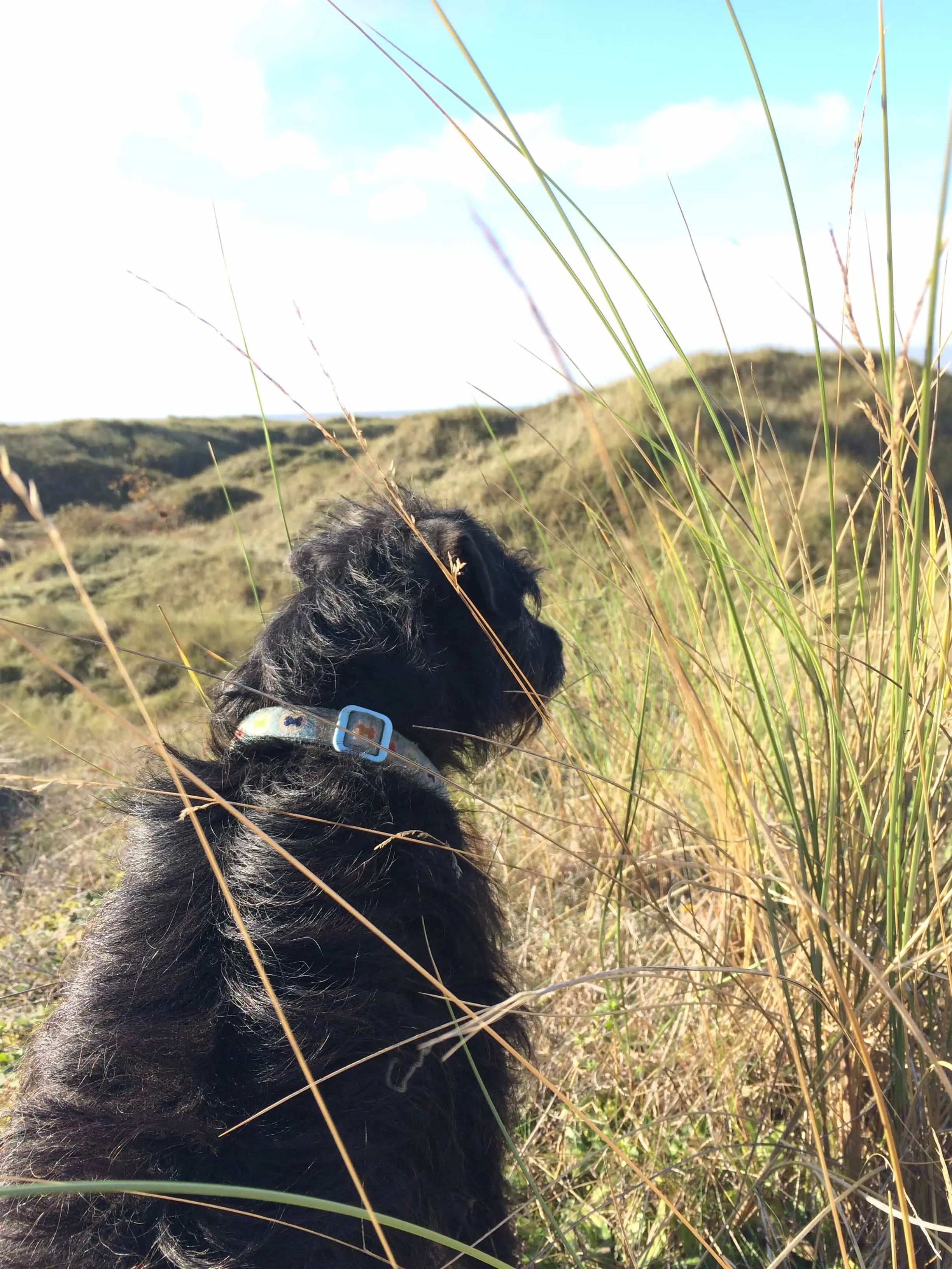 Liverpool pet walking ; November 2018