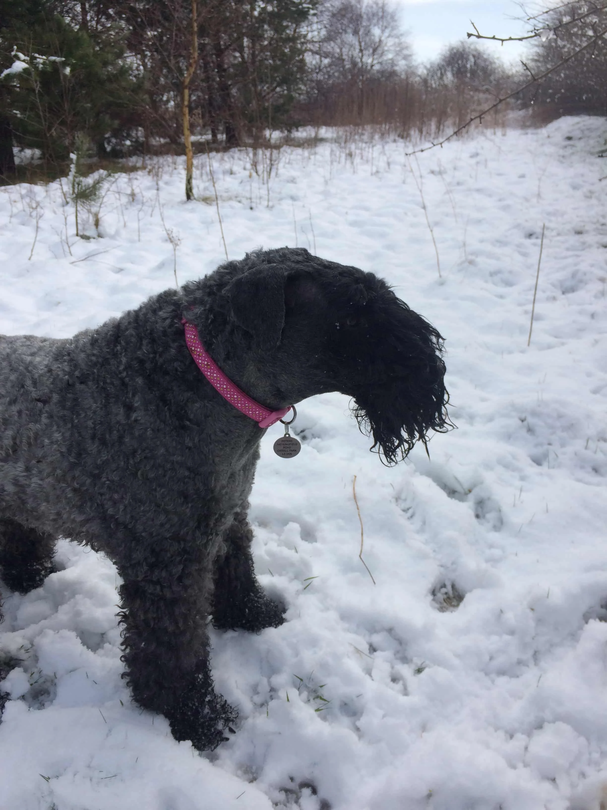 Liverpool dog walker ; the snow of Spring 2018