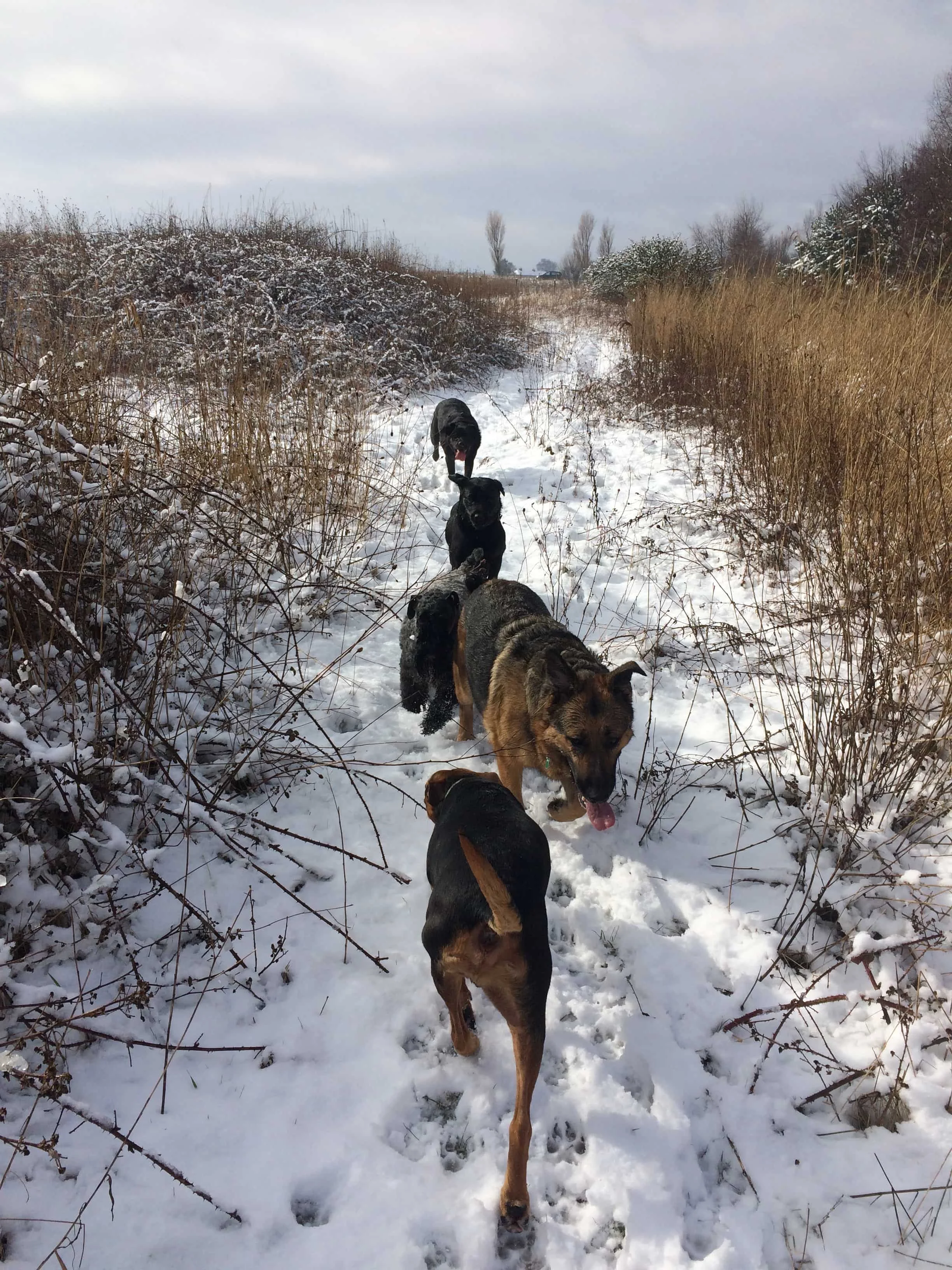  Liverpool doggy day trips ; Spring snow games 2018