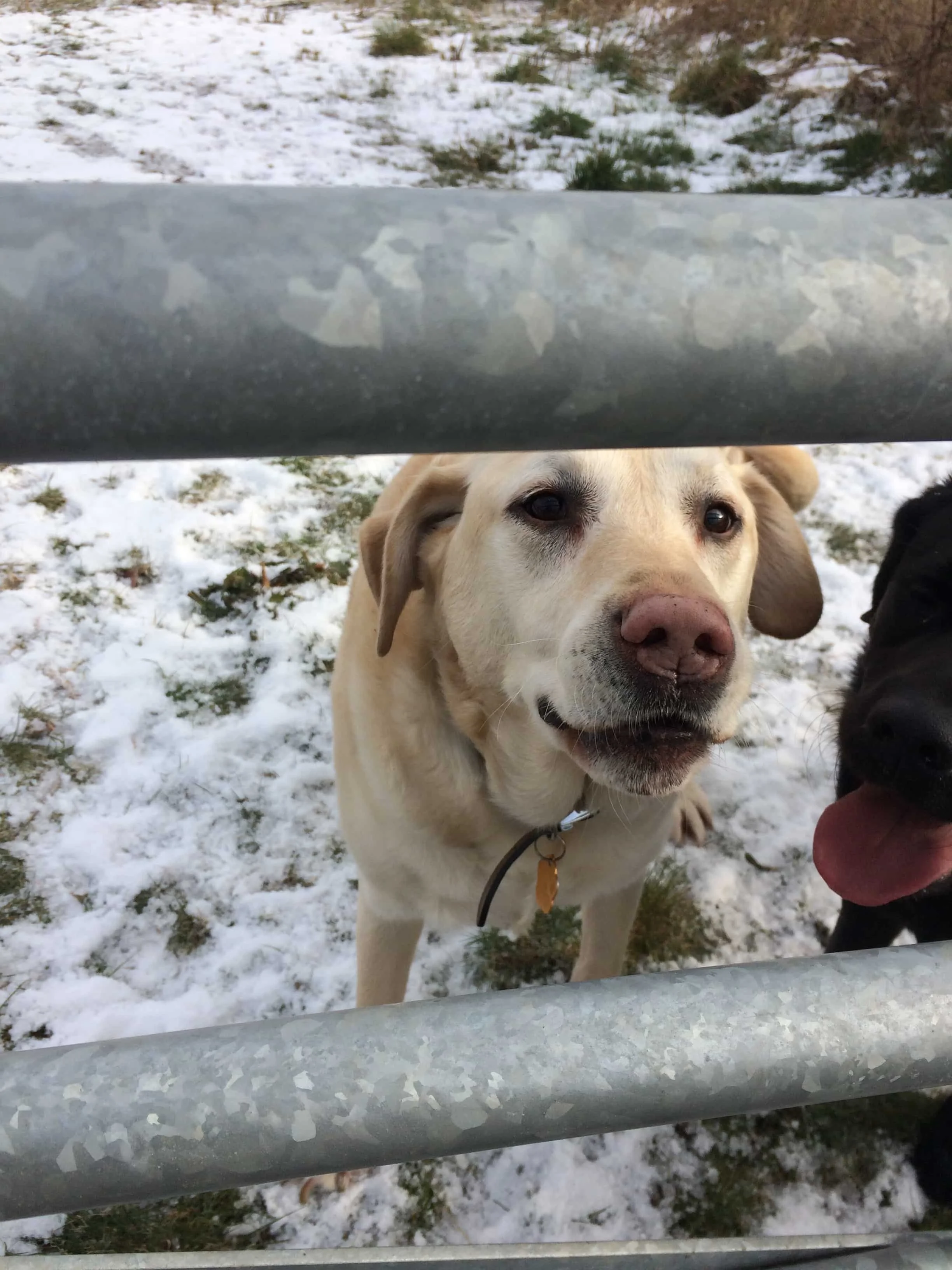 Liverpool dog sitter ; fun days on the ice and snow 2018