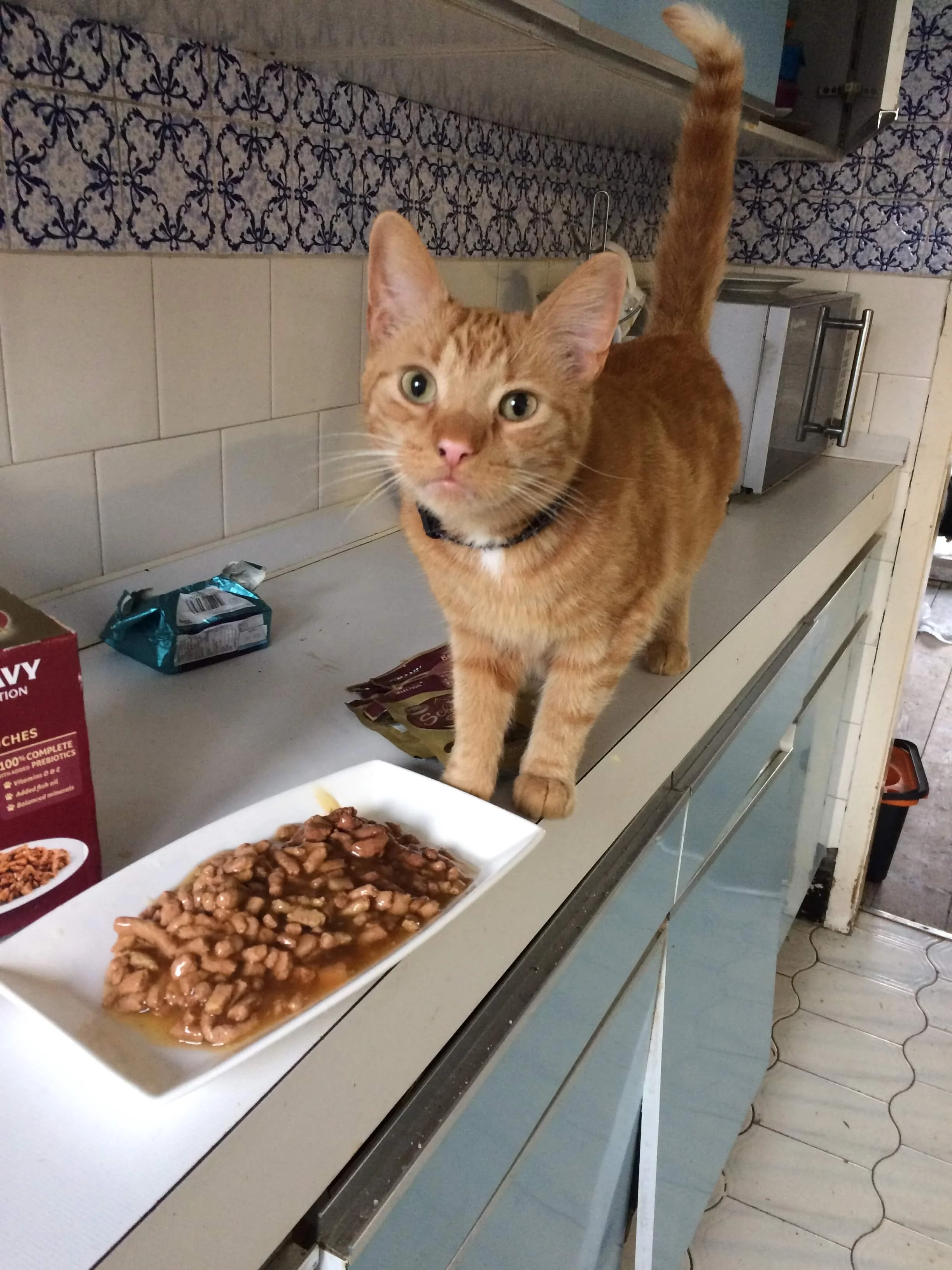 Liverpool cat sitter stories
