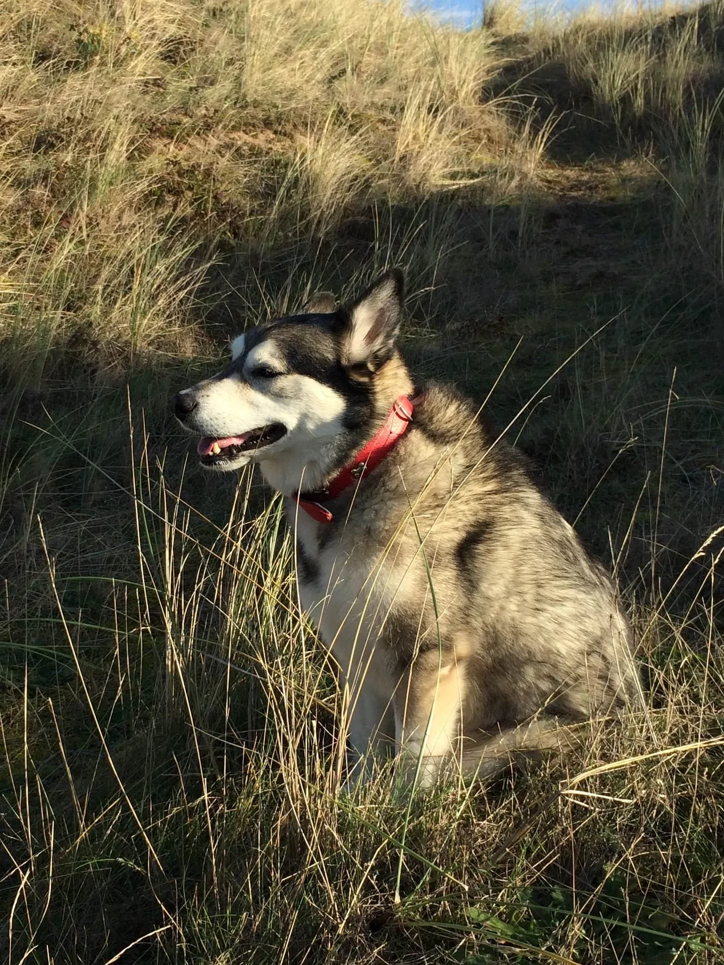  Liverpool dog walking ; October 2018