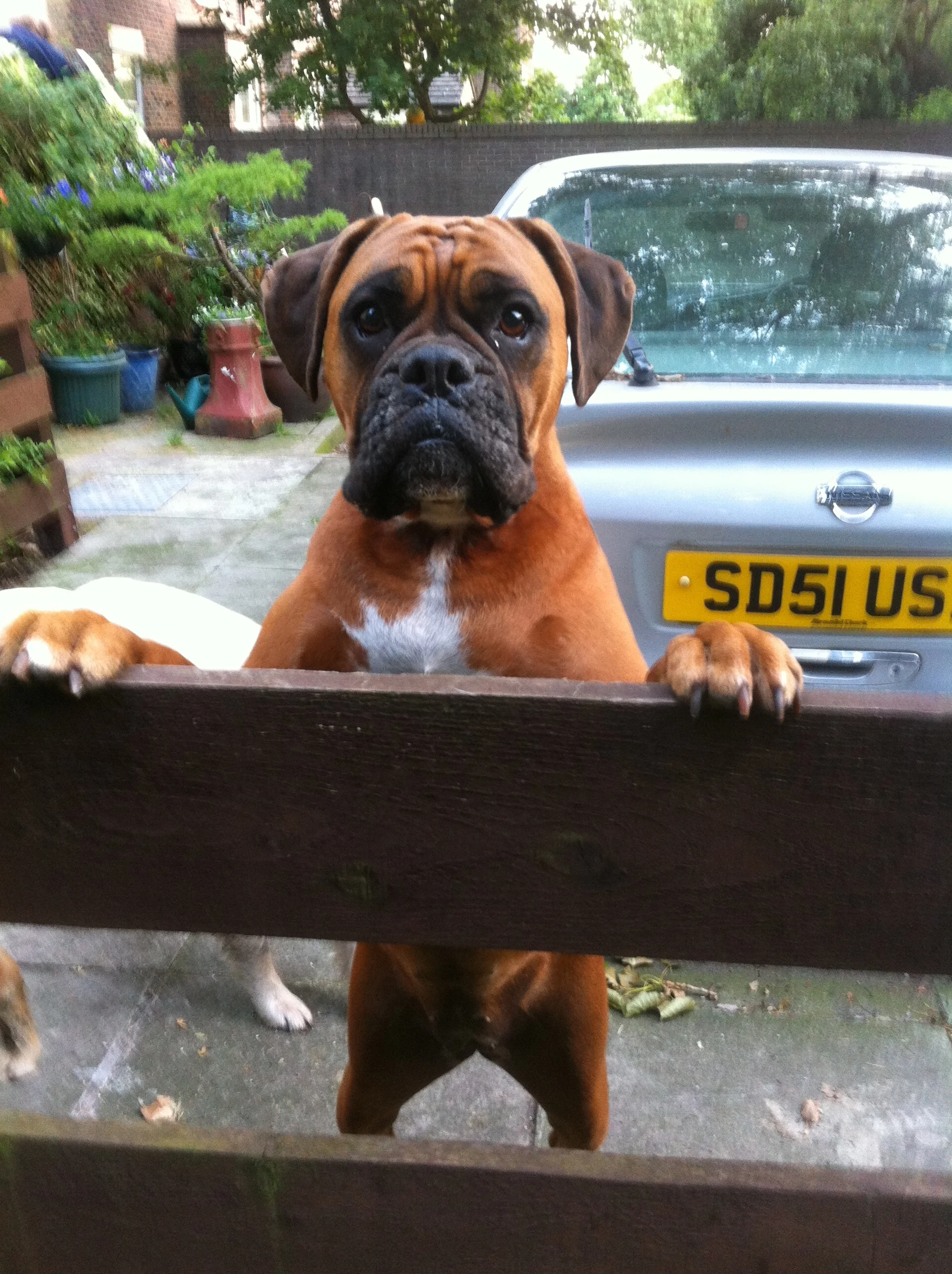 Starters orders for the off; a dog sitters morning in Liverpool