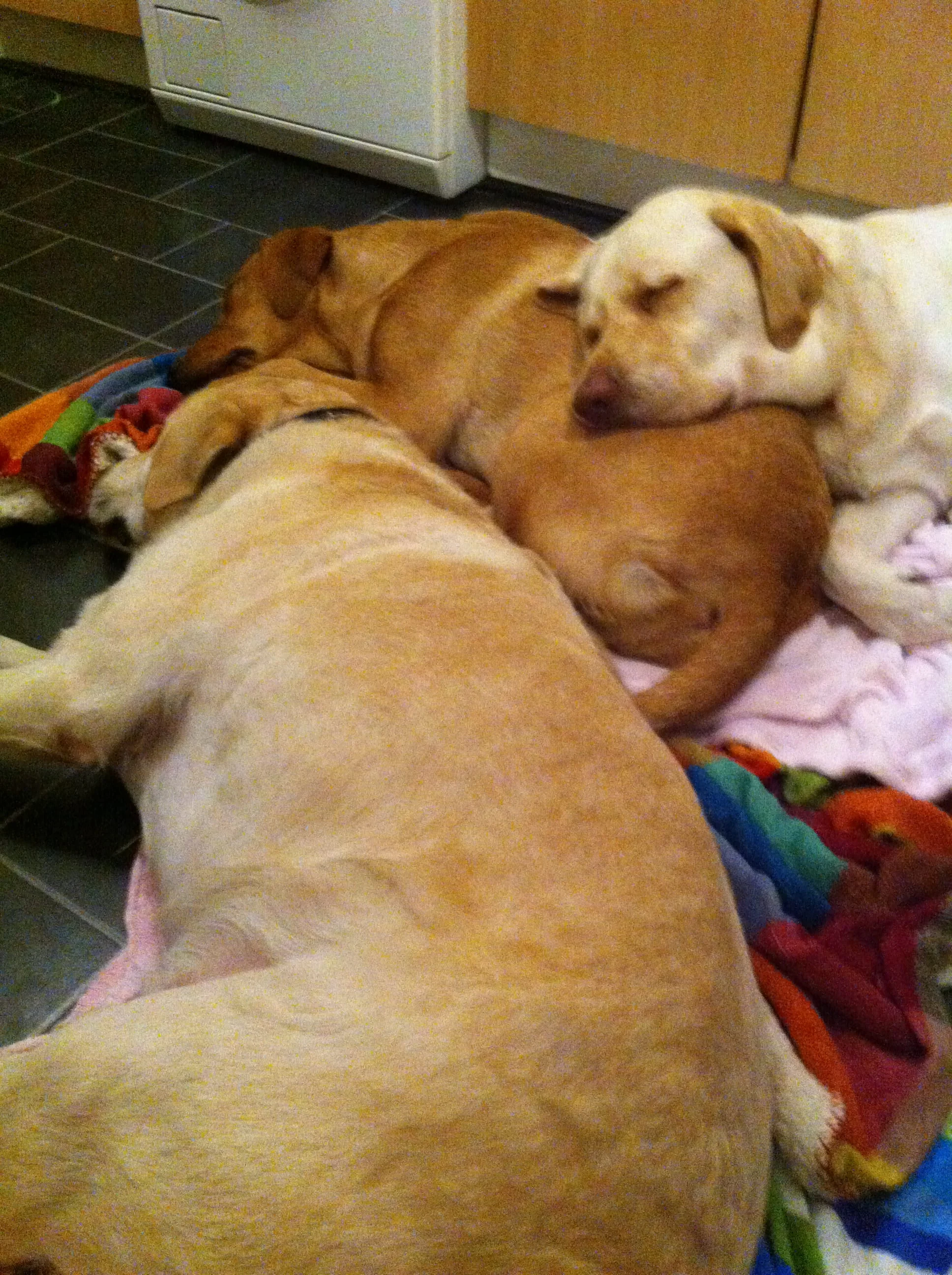 Dog walking snoozes