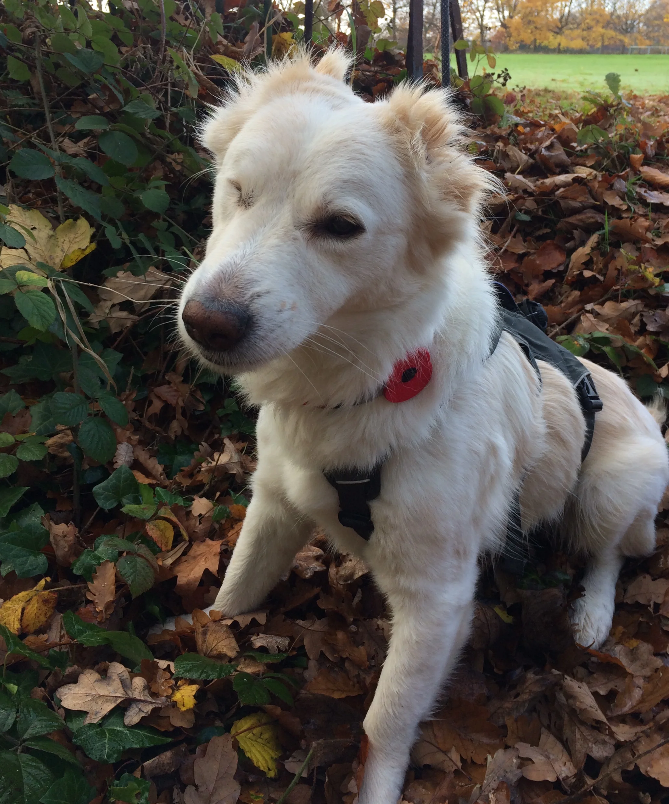 Disabled dog walking in Liverpool