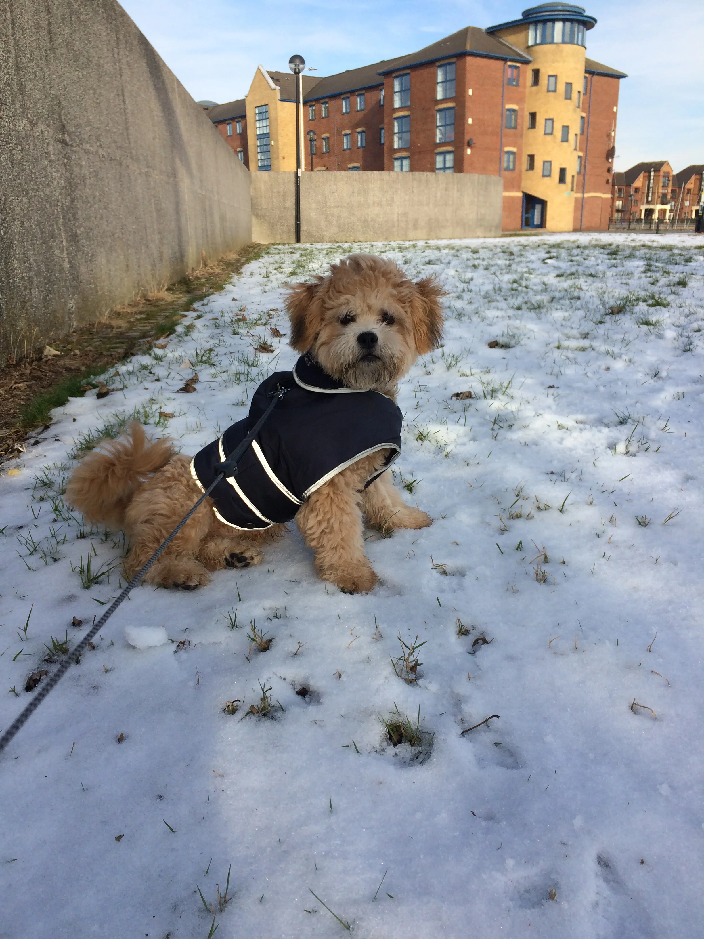 Snow Walks; dogs included