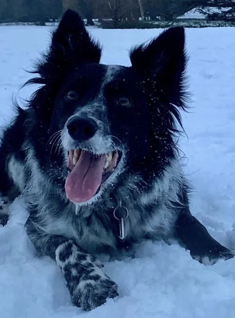 Fun in the snow; a dogs life