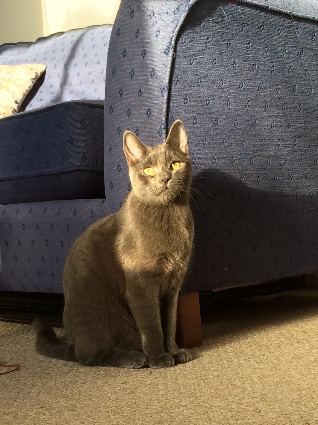 Liverpool cat feeding duties