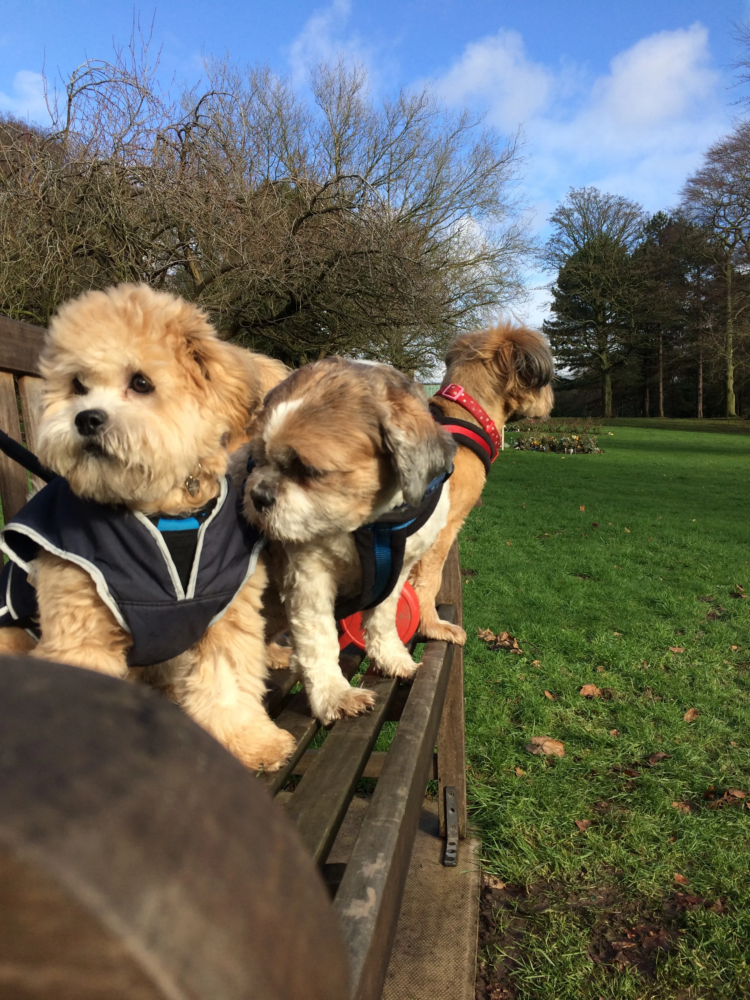 Posing on the dog walkers bench
