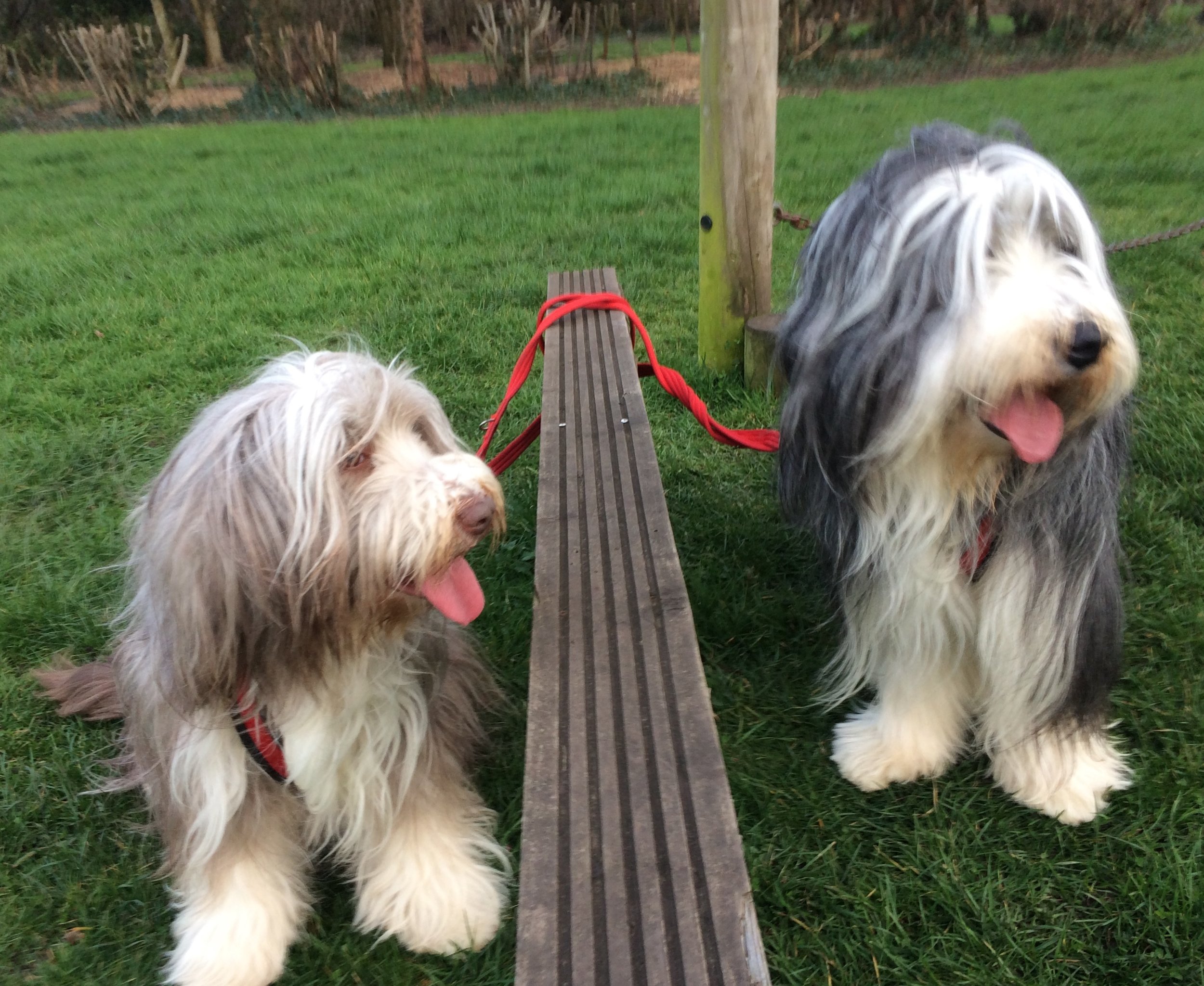 Liverpool Beardie Collie Dog Walking
