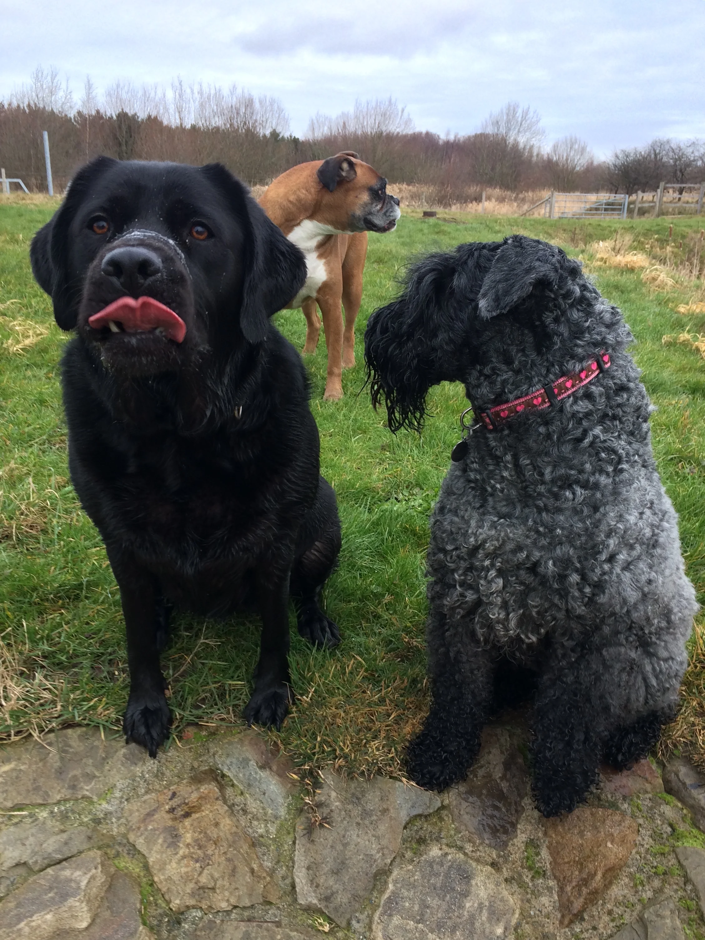 Treat Time...Walkies