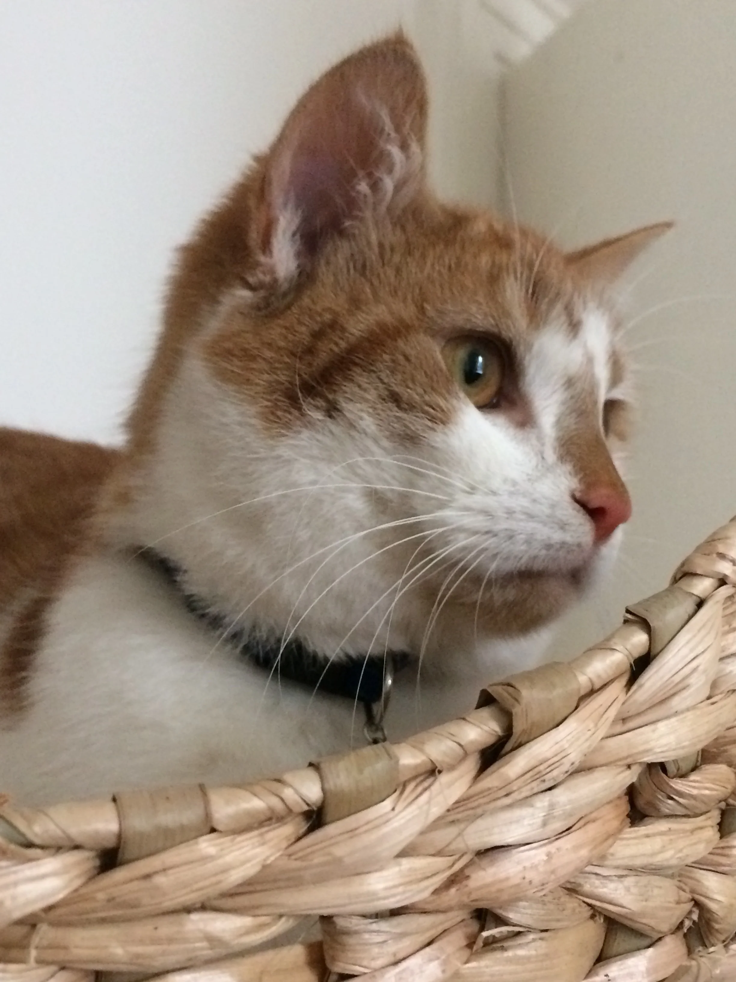 Sleepy Ferdinand thinks about...