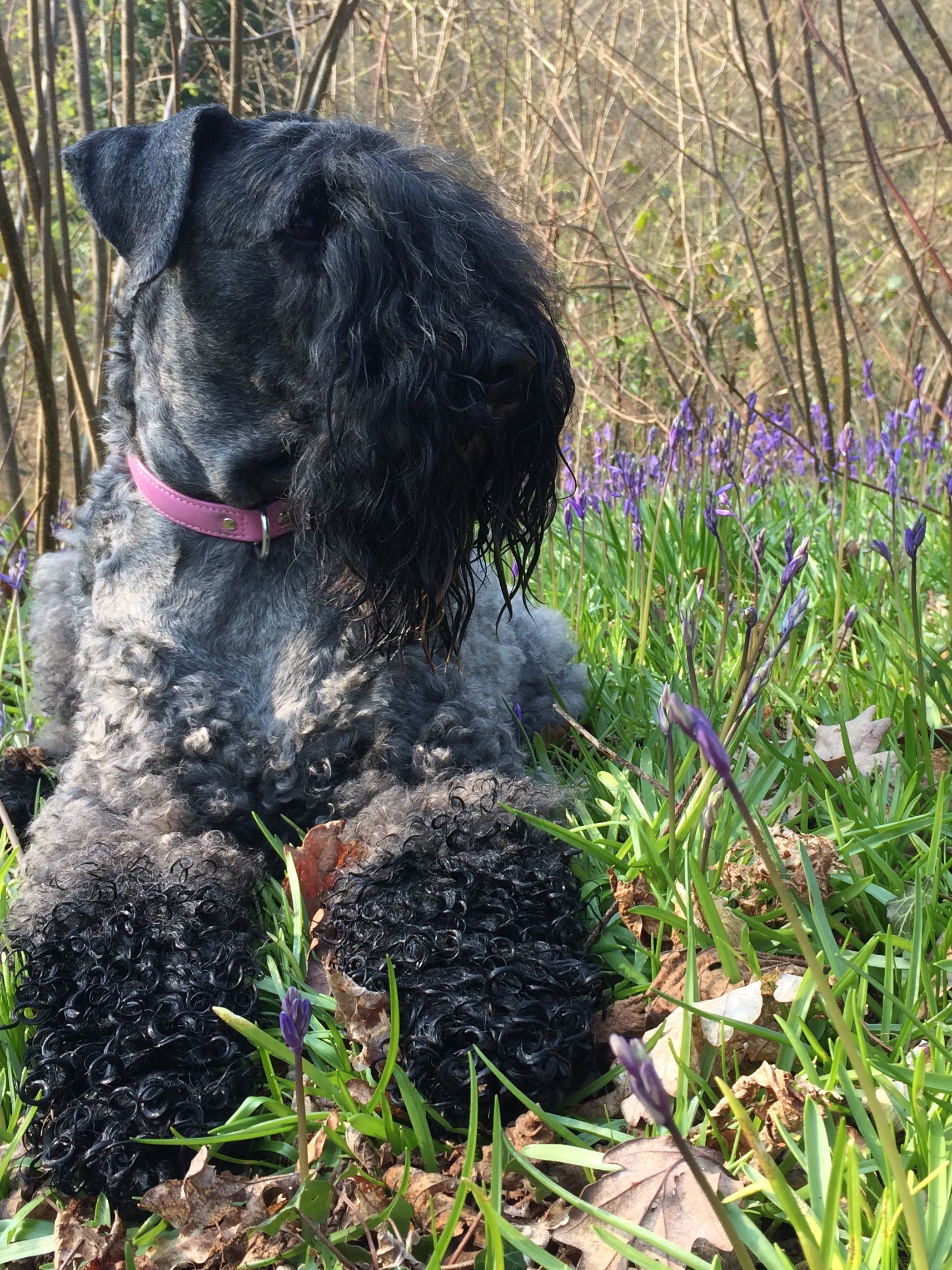 Bluebell doggy walks