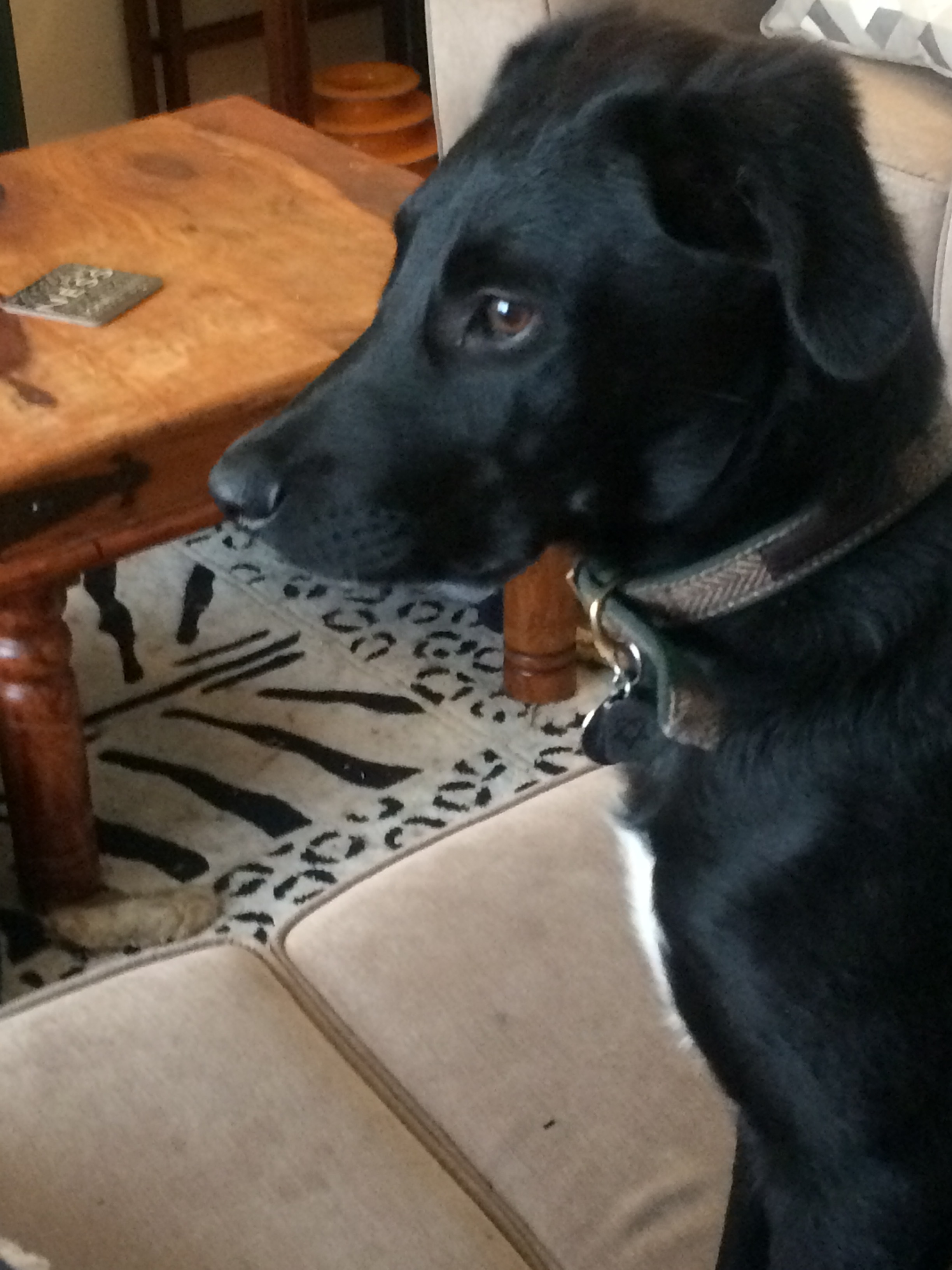 Doggy house sitter joys