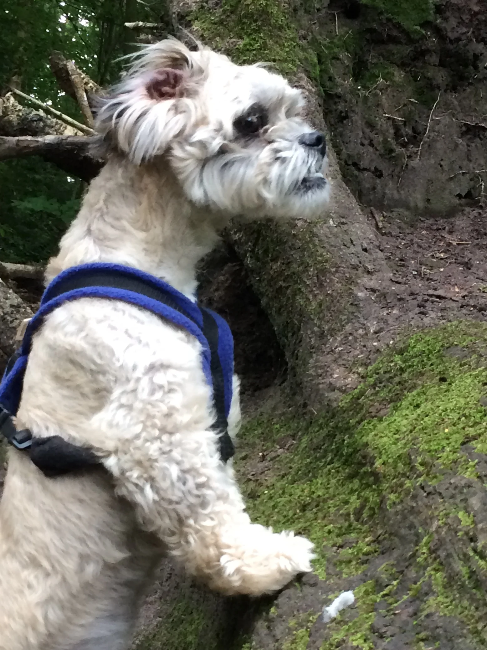 Woodland doggy hide and seek