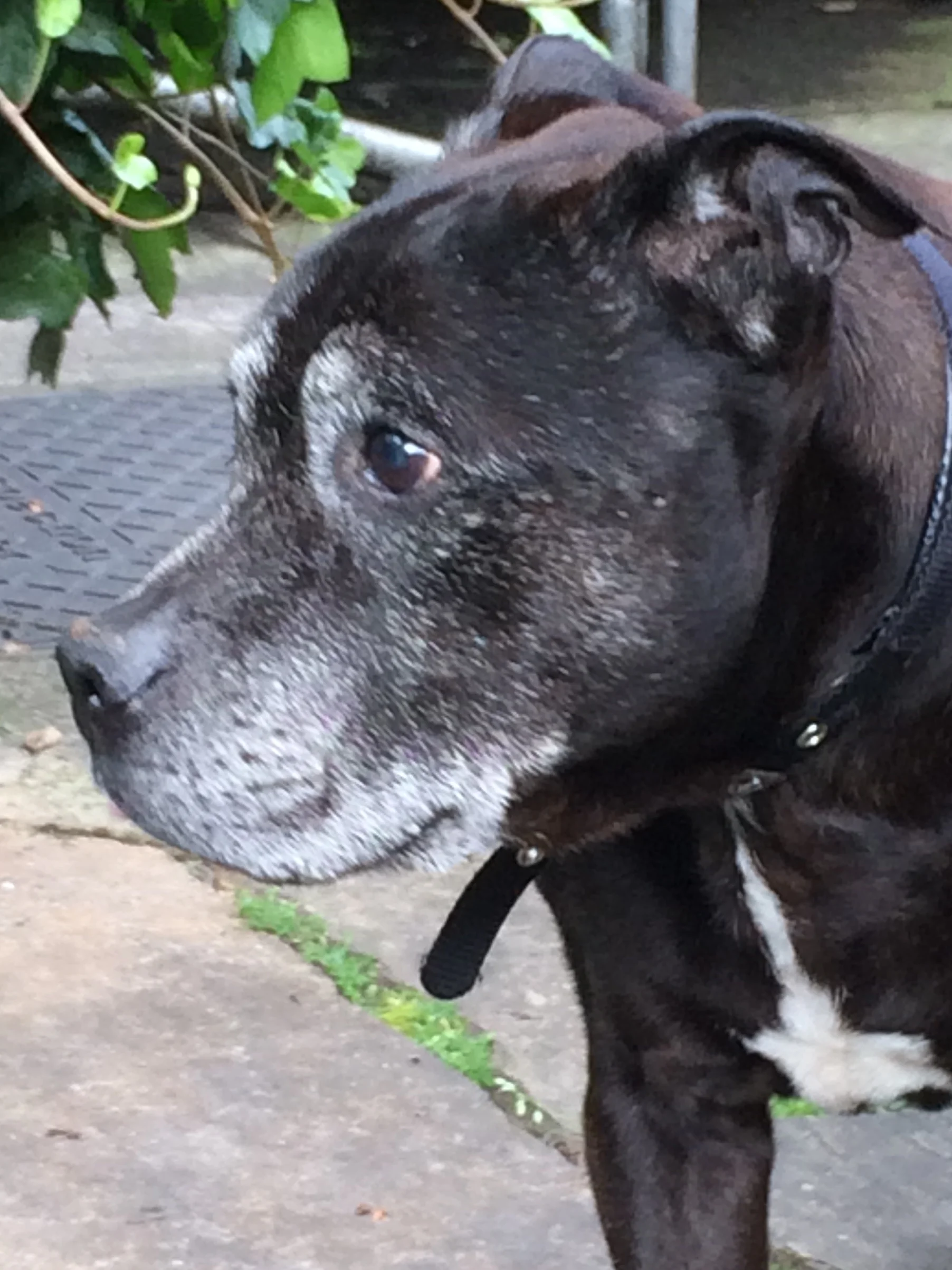 House sitting with golden oldie doggies