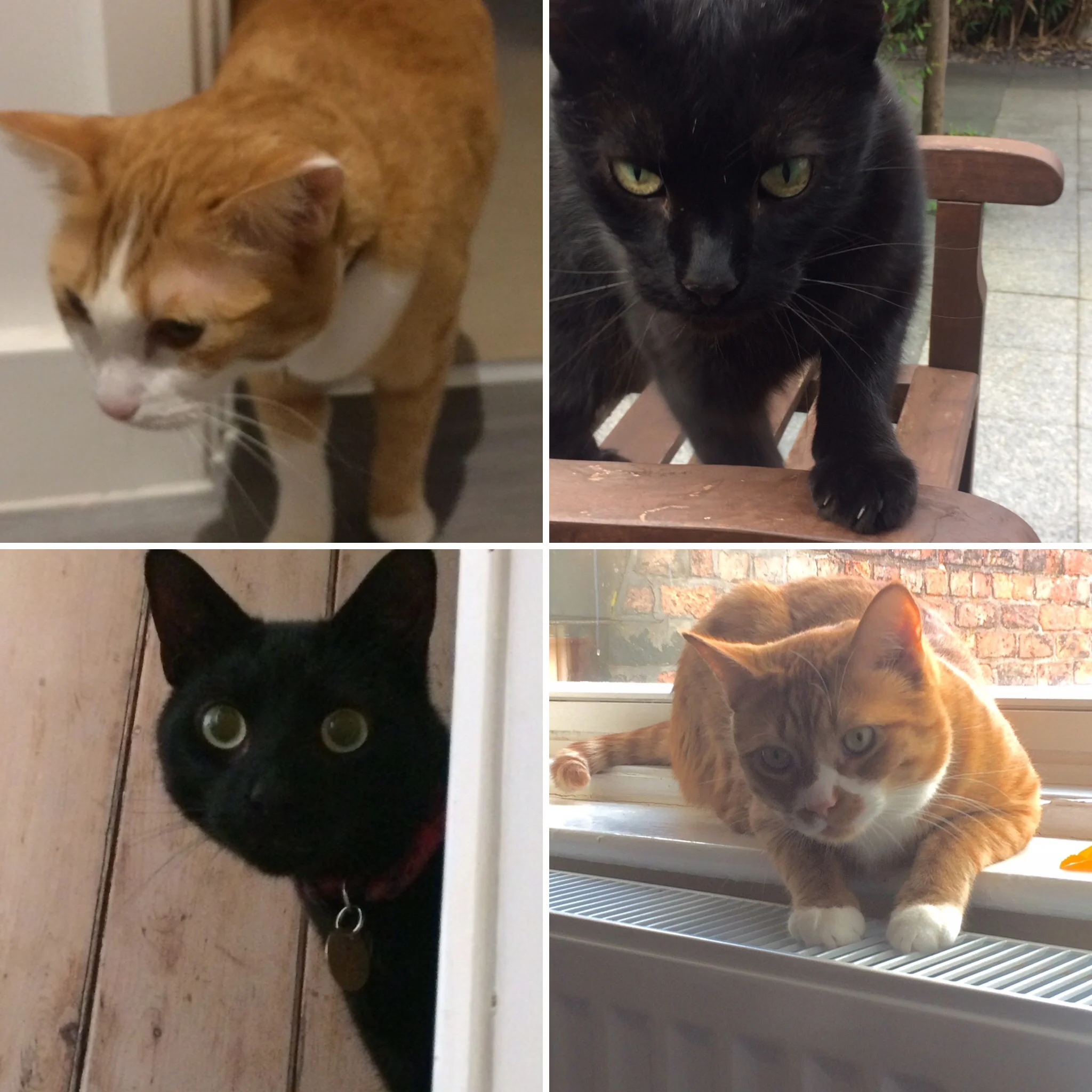 Summer vacation cat sitting