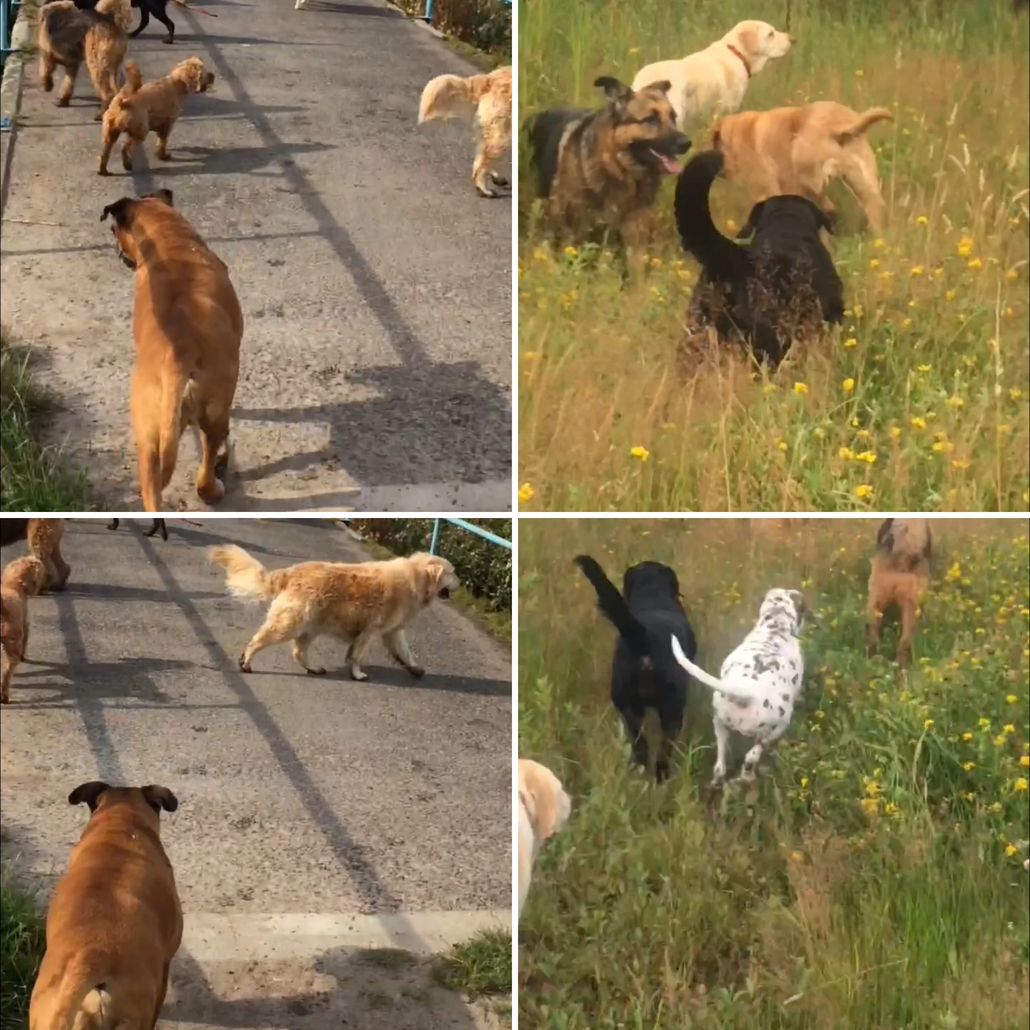 Doggy fun and games on the farmland