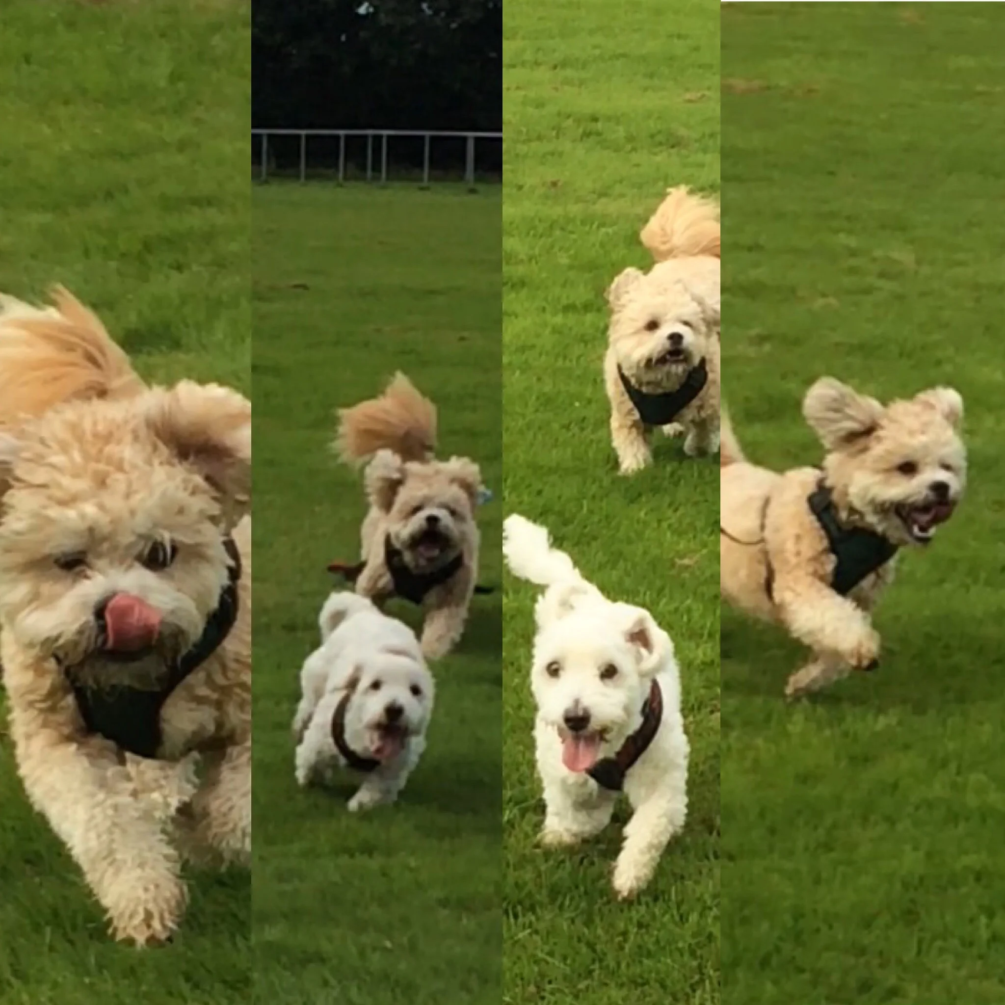 Doggy tag and chase