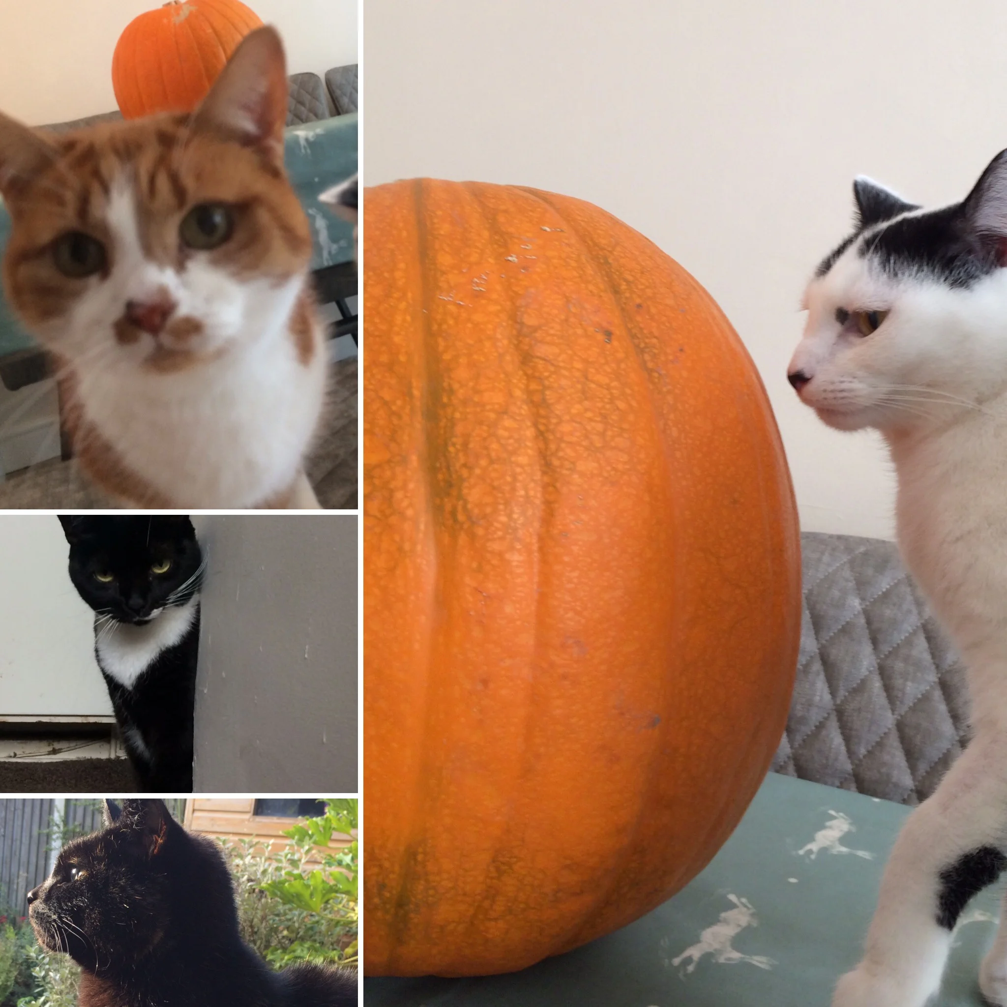 Halloween cat minding
