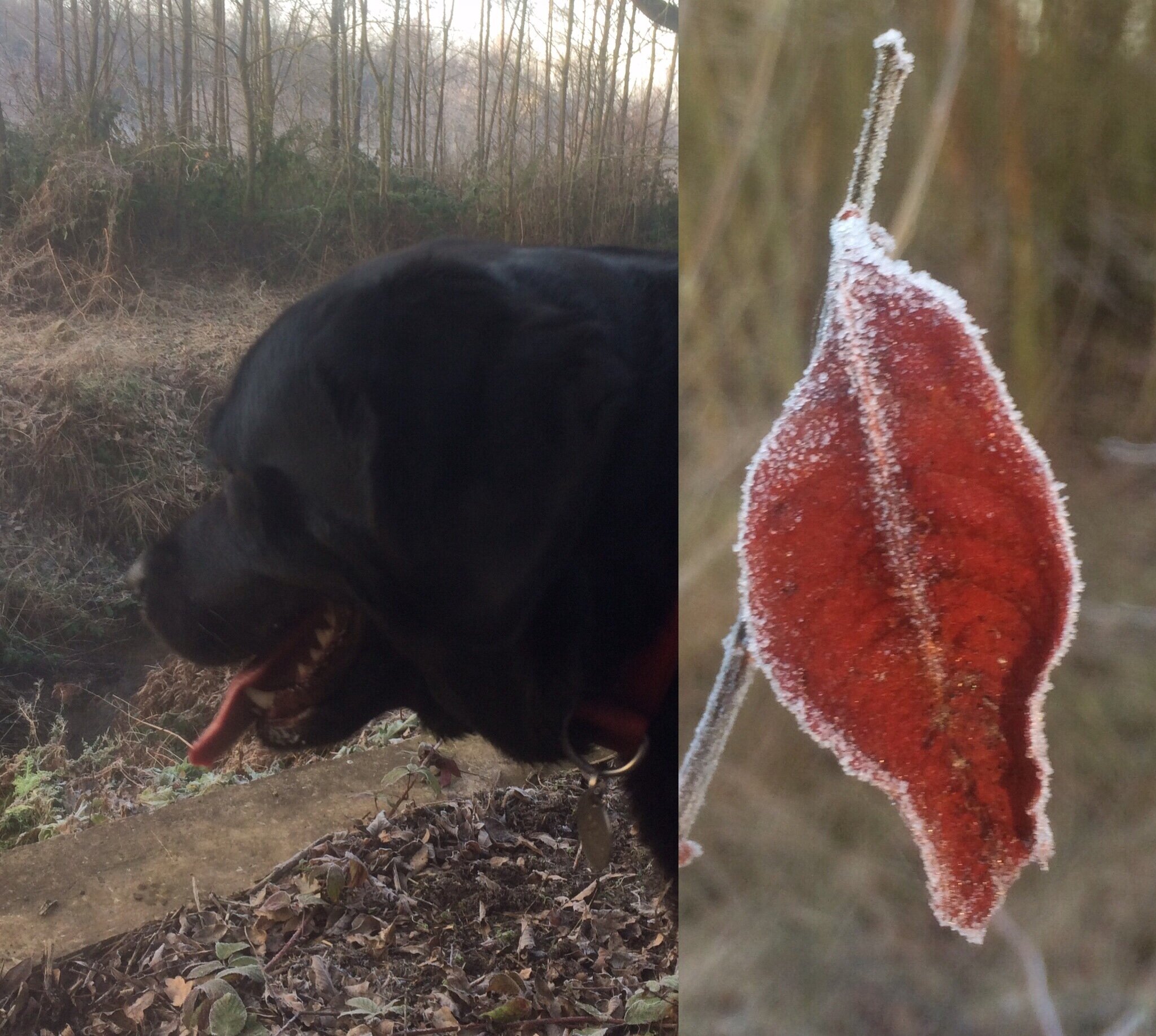 Frosty winter dog walking in Liverpool