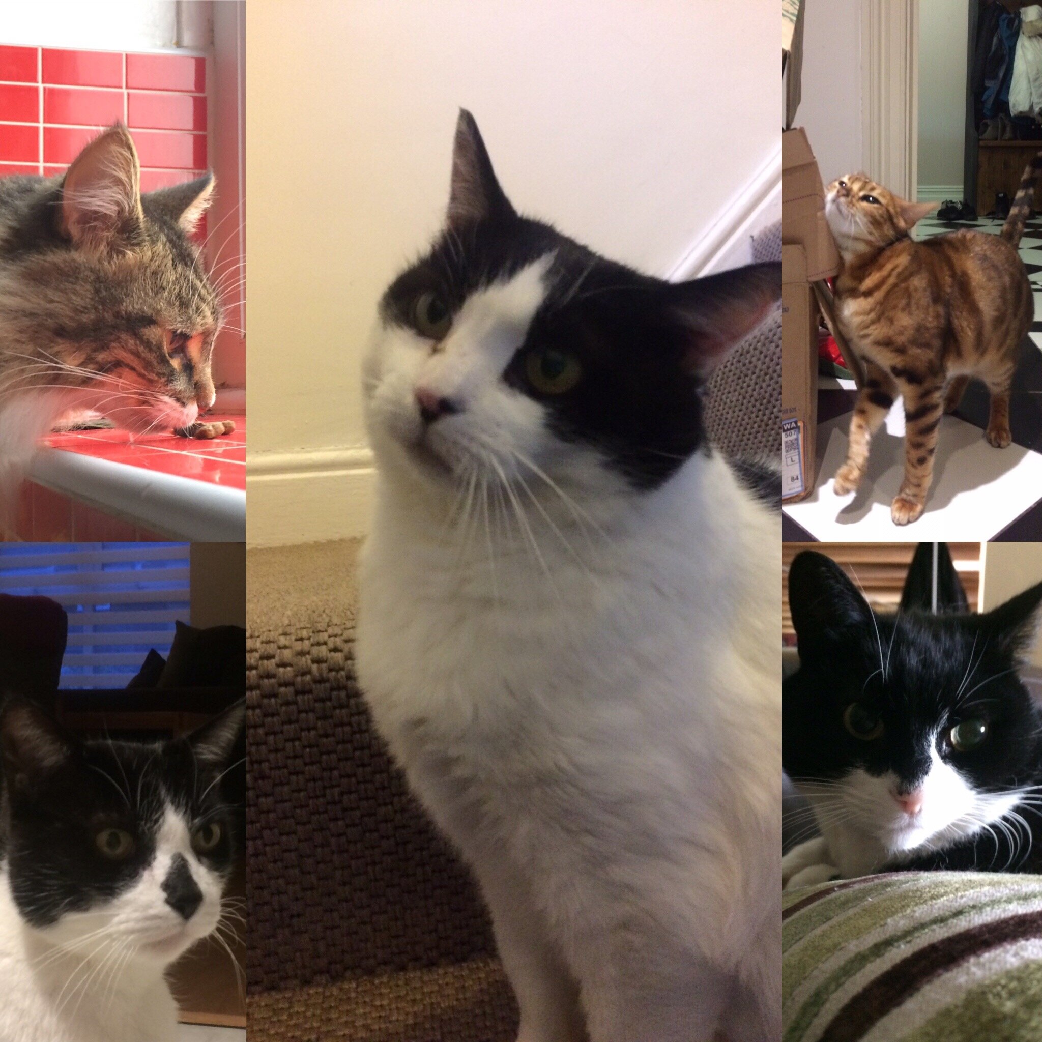 Half term holiday cat feeding