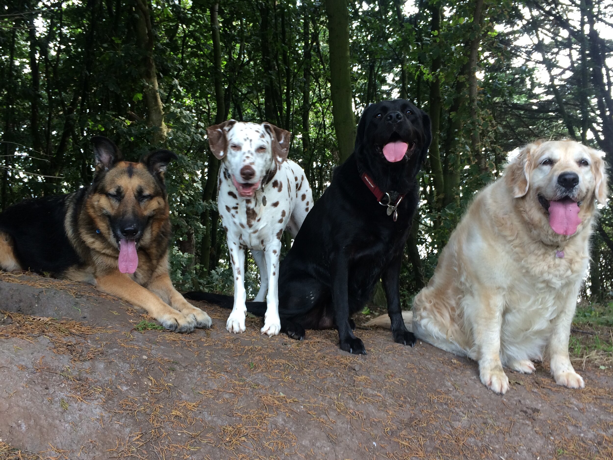 Woodland doggie trips