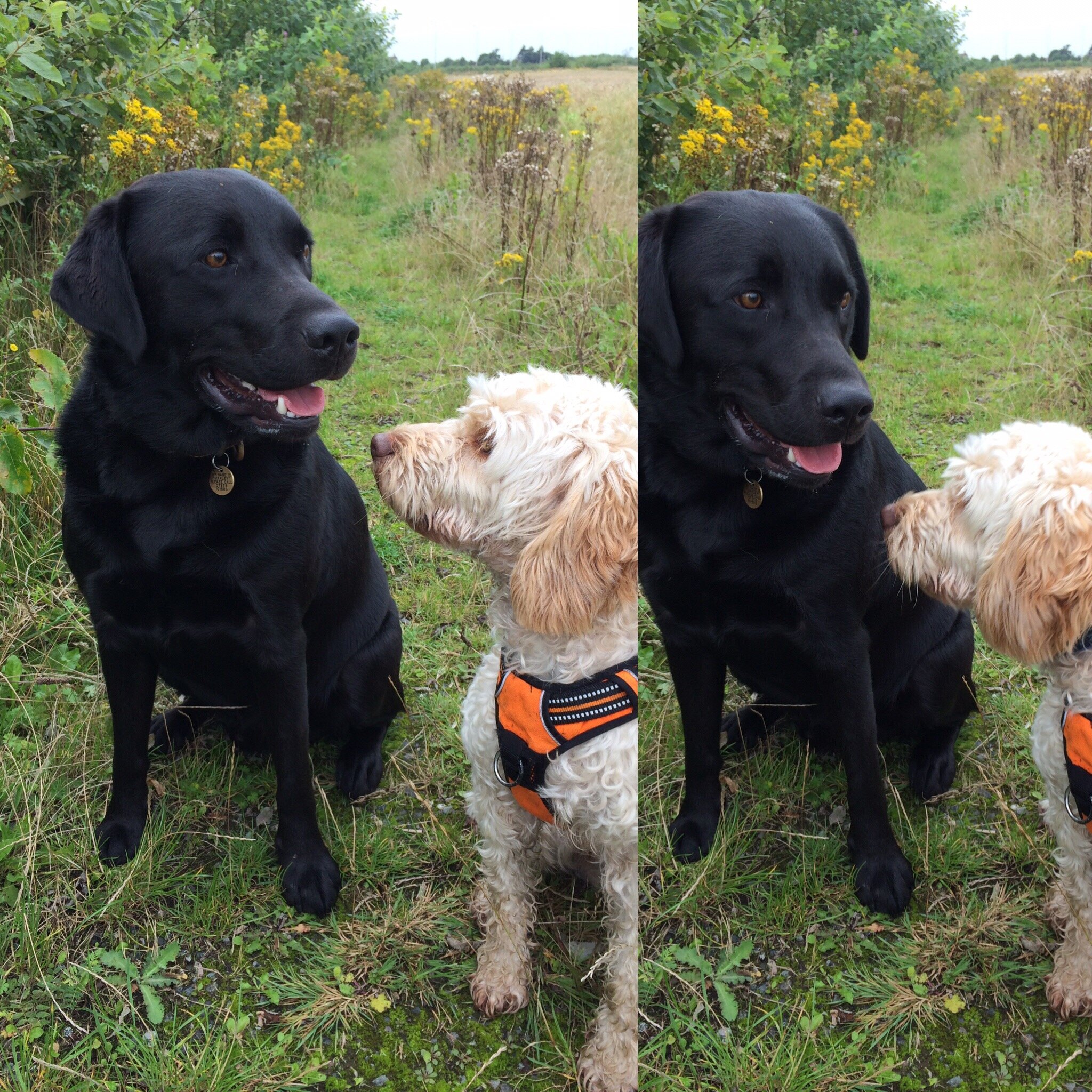 Canine conversation