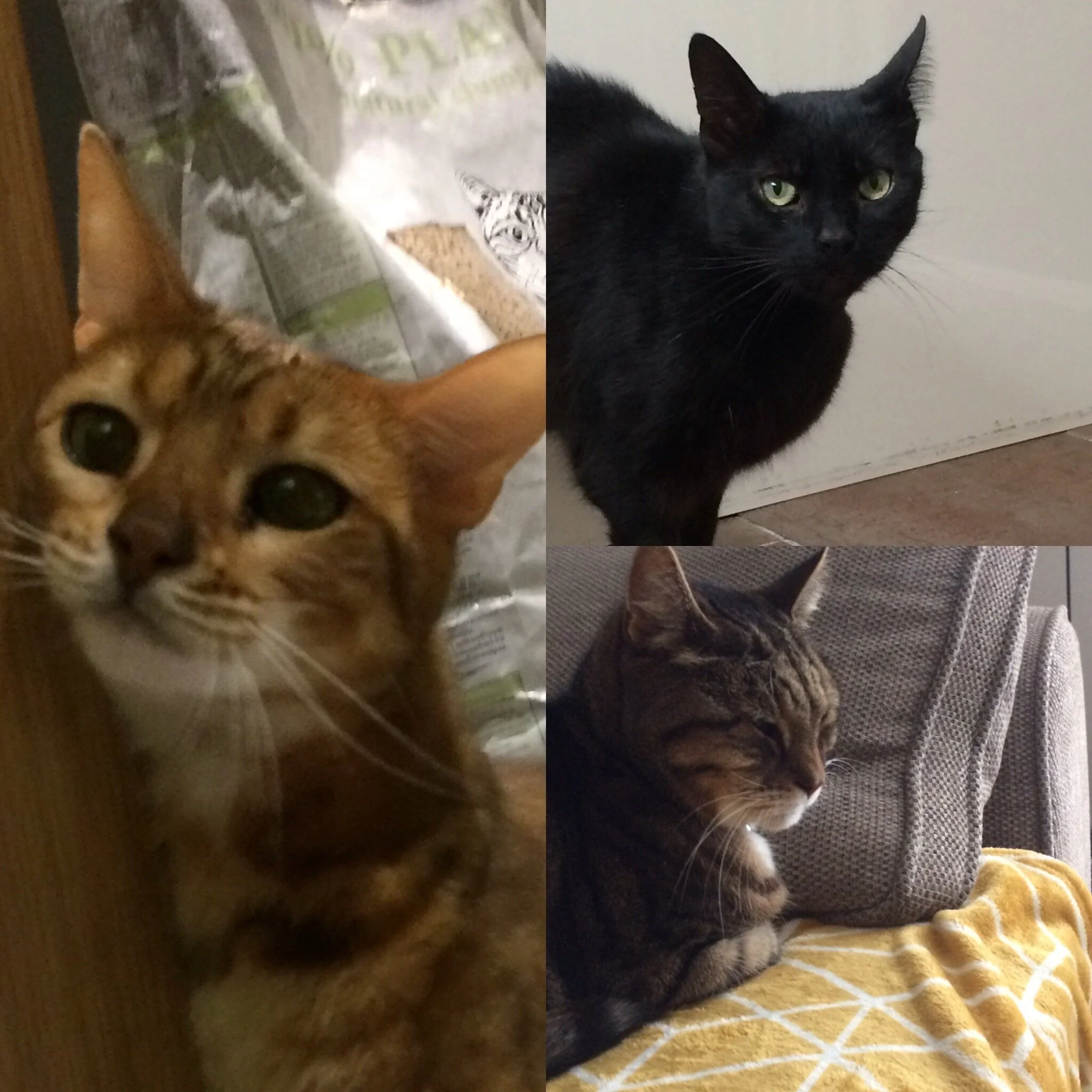 City autumn cat feeding calls