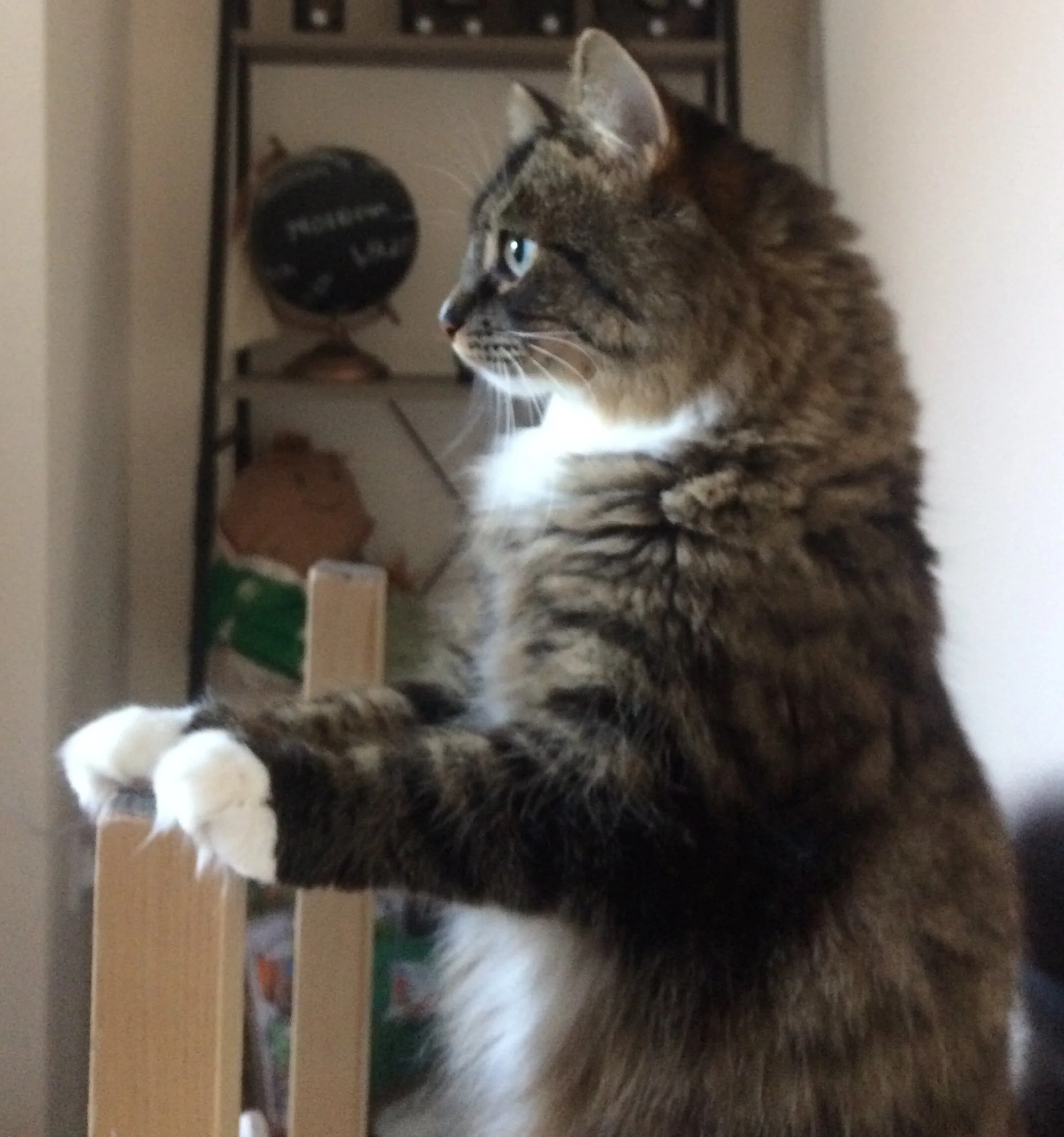  Liverpool Christmas cat sitting festive breaks now being taken