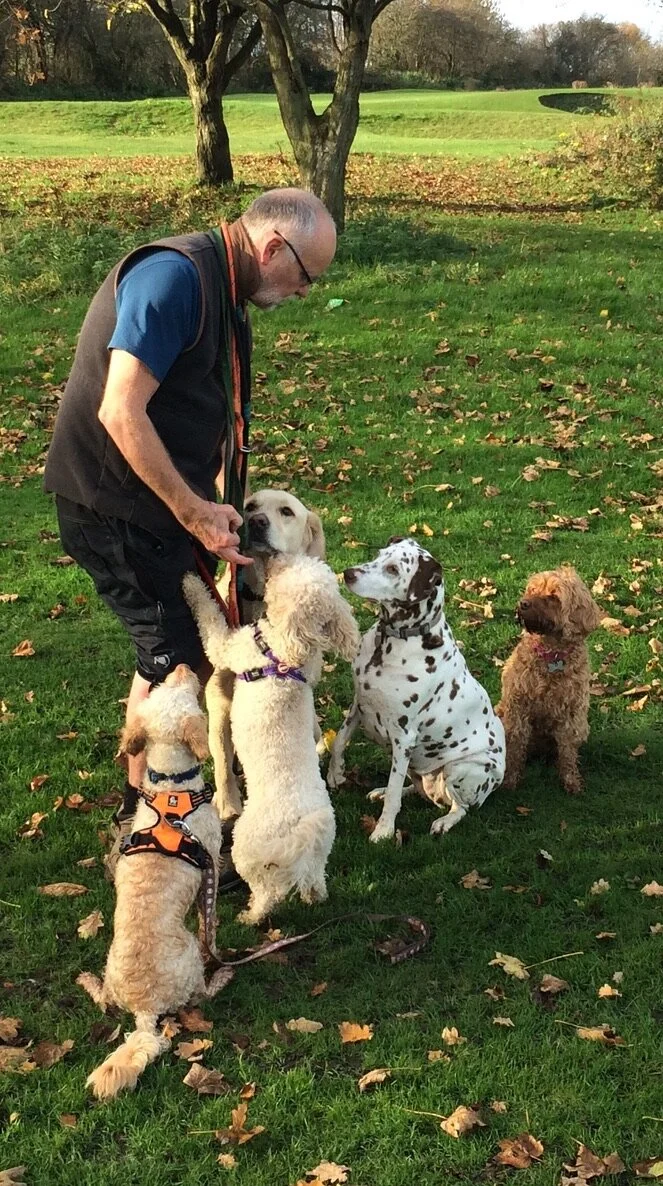 Autumn dog walk treats in the city
