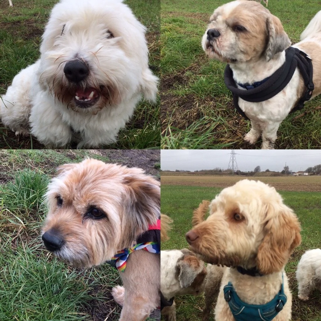 Liverpool city dog walking for key workers