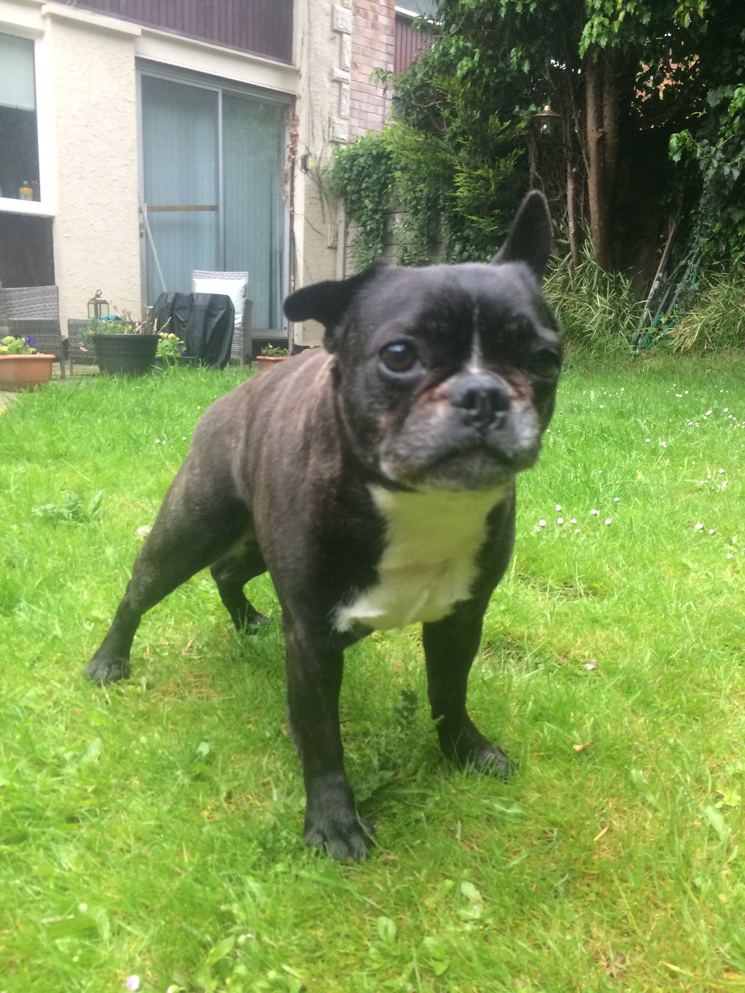 House calls for Elderly Dogs