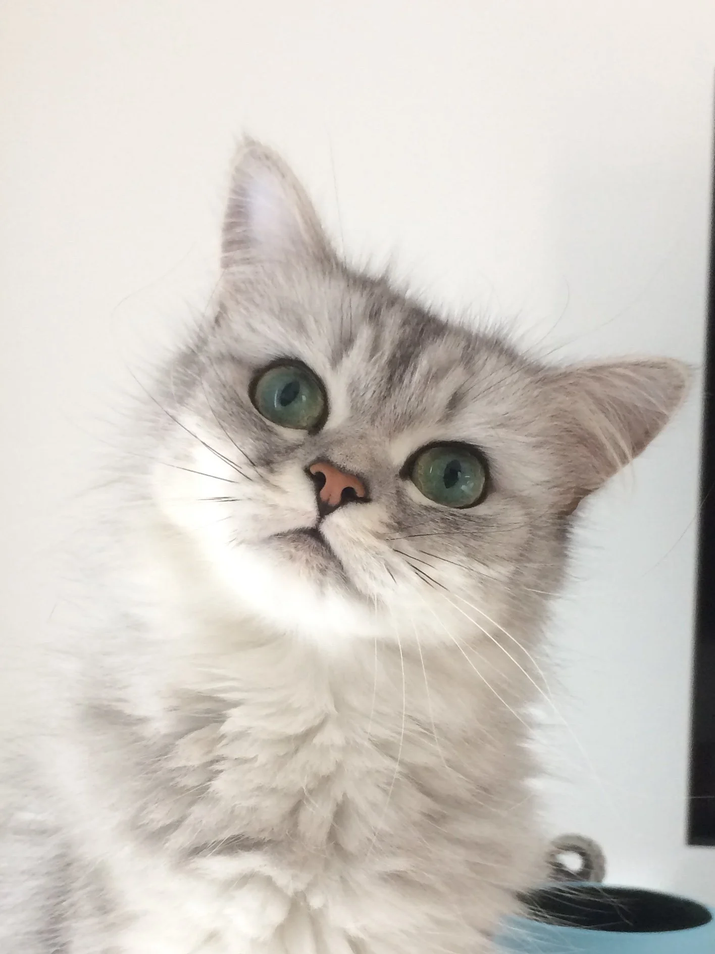 The Cat Sitters Life