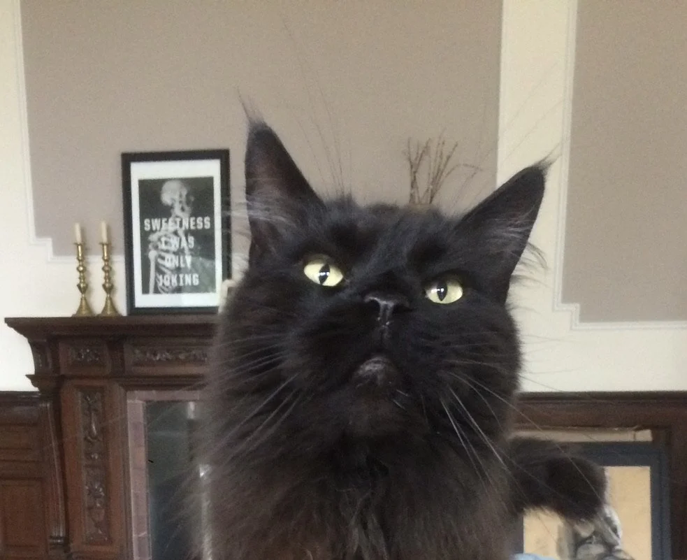 Welcome to my little home