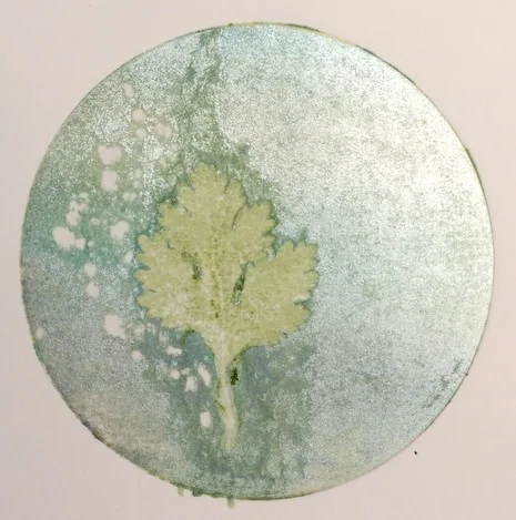 Cilantro