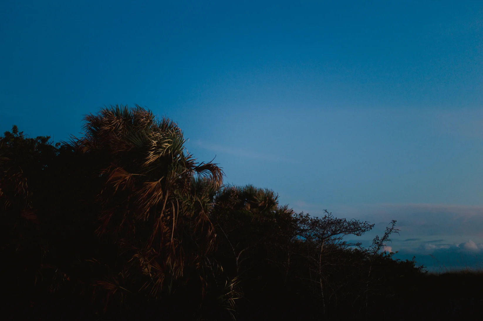 Night Palms