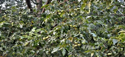 pecan_farming