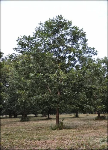 grafted_pecan_tree