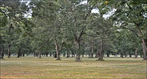 pecan_grove