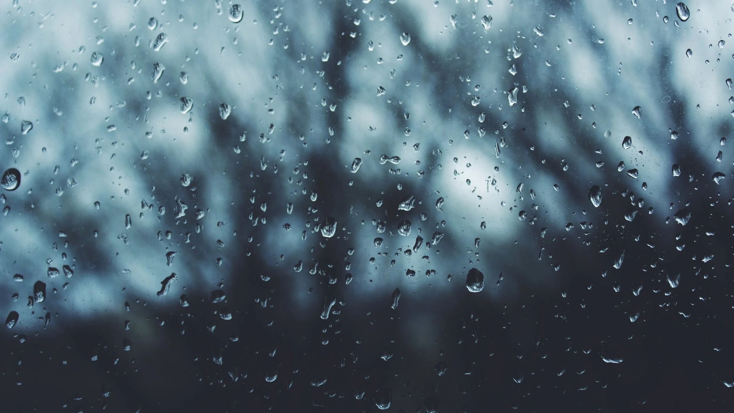 rainy_forest_miller_pecans