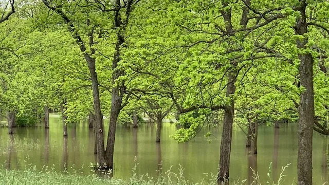flooded_pecan_trees_miller_pecan