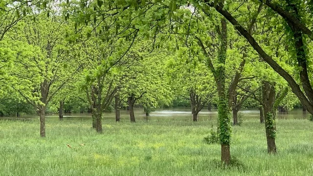flooded_pecan_trees