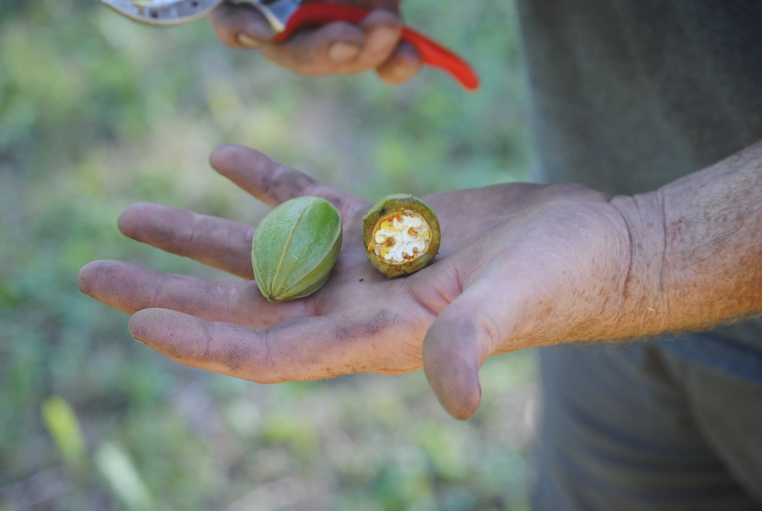 farm_fresh_pecans_oklahoma