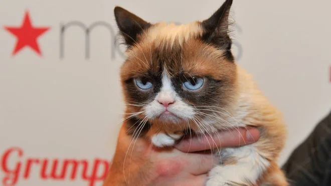 grumpy cat.jpg