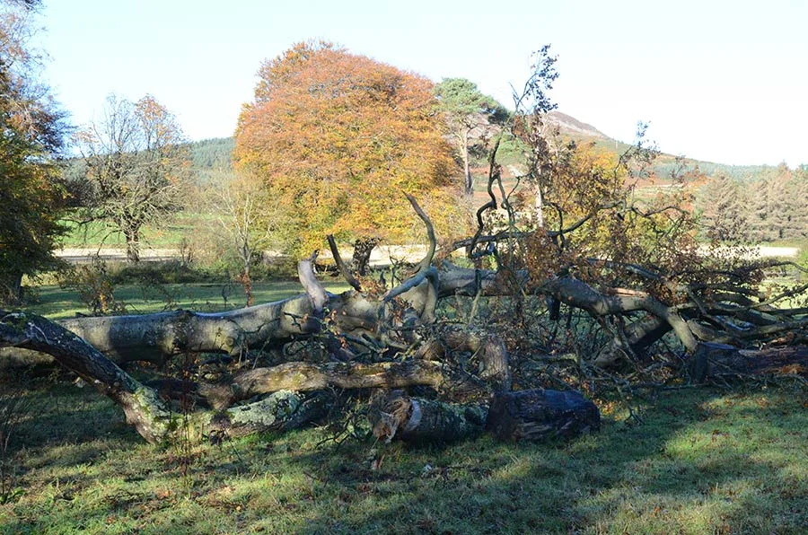 wind_blown_tree_colin_harris.jpg