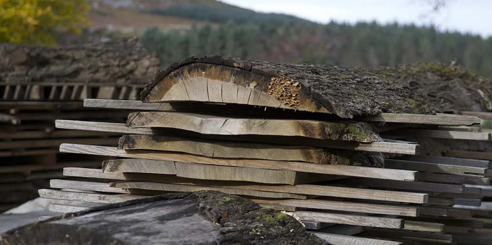 wild_wood_colin_harris_03a.jpg