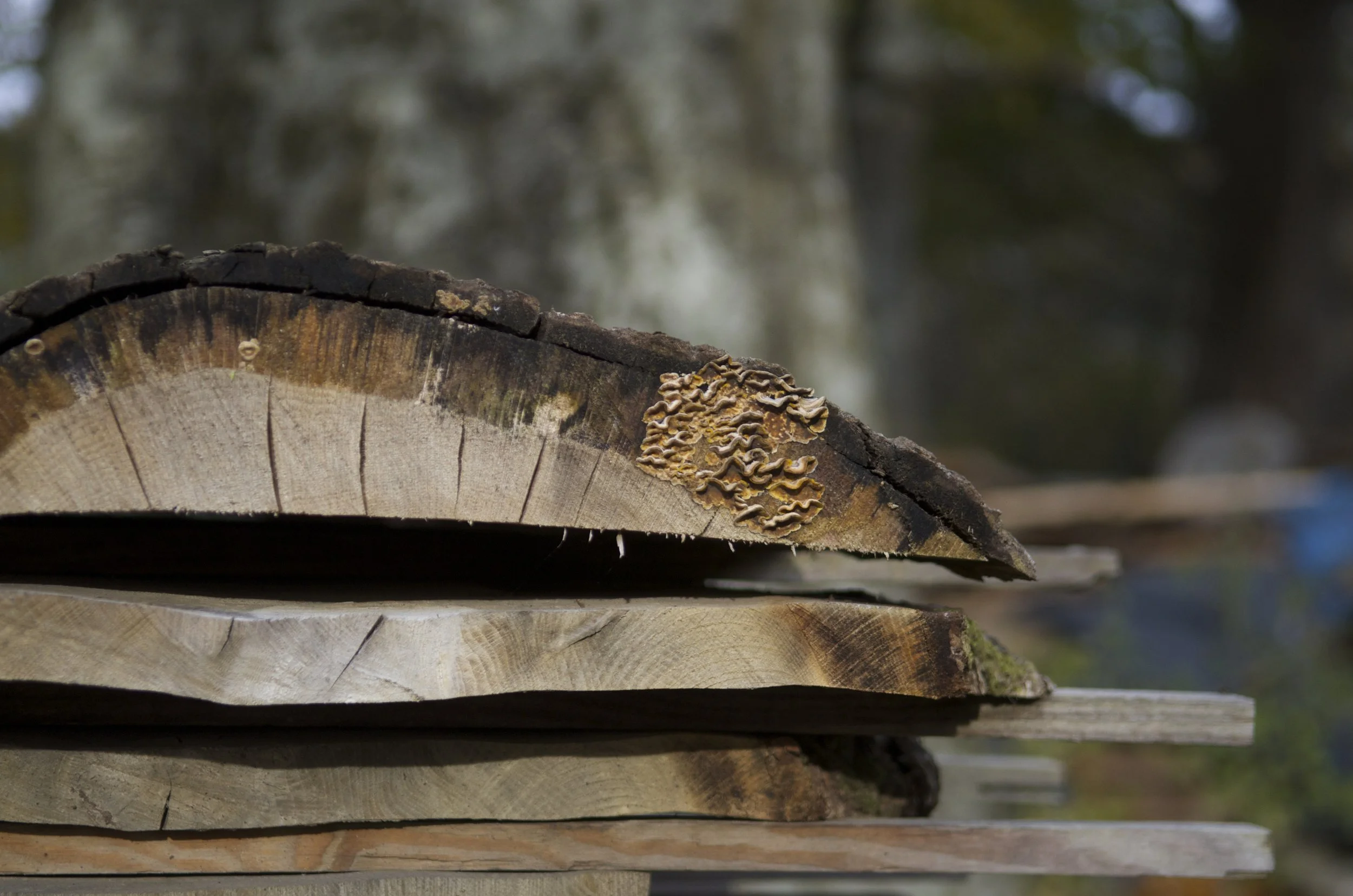 wild_wood_colin_harris_06.jpg
