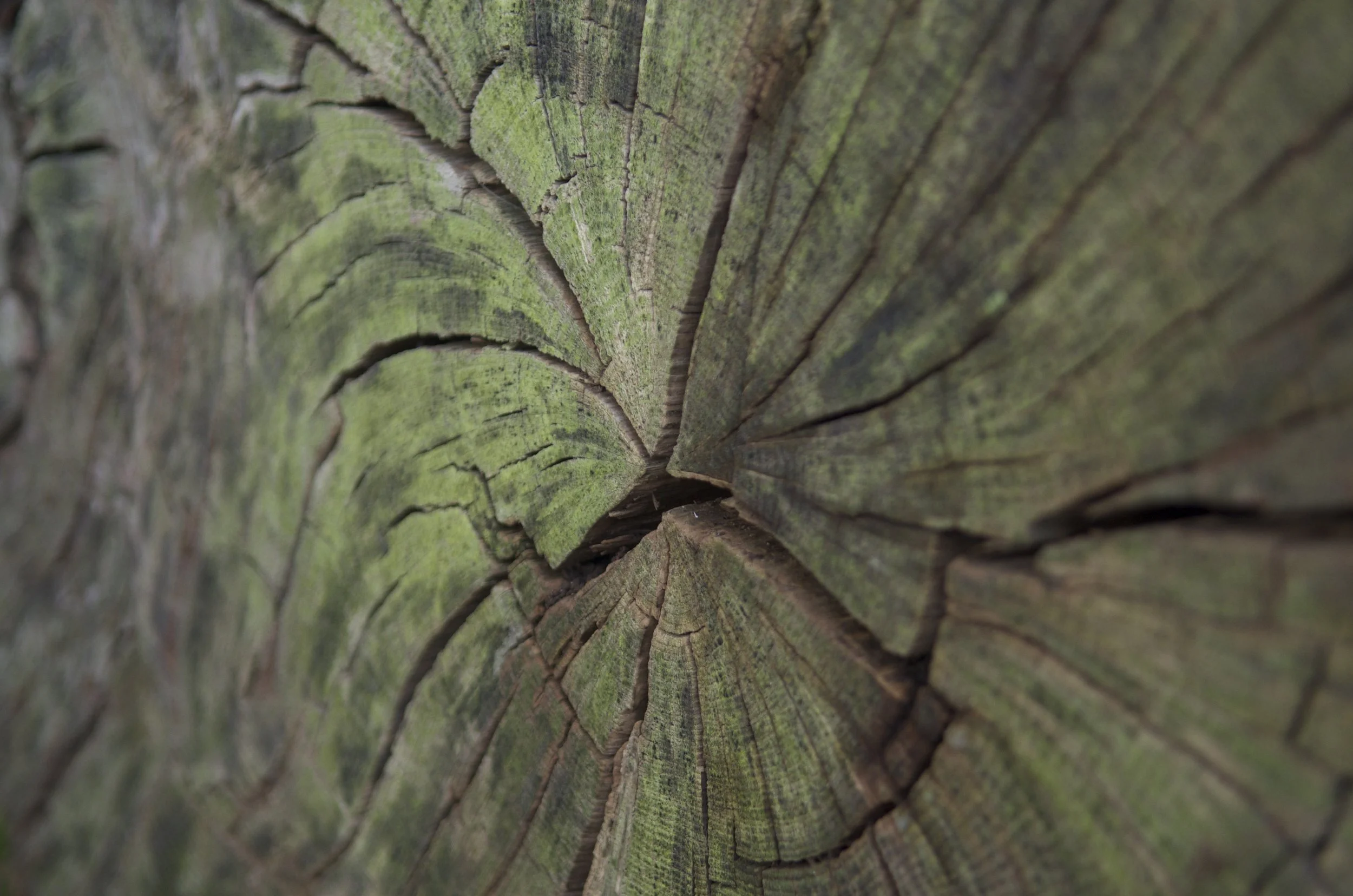 wild_logs_colin_harris_03.jpg