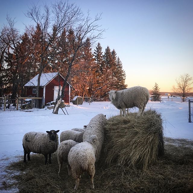 Premier lever du soleil (froid!!) de 2018 🌞 sur la Ferme Fiola... Blueberry's (pirate's sister) 2018 goals, rise to the top 🙌 and not let anything get in her way!
On a été tranquille dernièrement, recuperating from a busy 2017 summer and planning for our 2018 season... 2017 highlights on the farm:
So many firsts!! -First time lambing (6 in total!) -First time bottle feeding lambs (12 in total!) -Learning how to be a good shepherd to our sheep (pasture rotations to feed their tummies full of green hay, keep predators and parasites at bay, building fences and more!) -Raising our first pasture raised chickens
-Getting our first guardian llamas
-Avoir de la visite des CPEF ans our open farm day (more in 2018!) -Being able to harvest our first test batches of spray free, non GMO Emmer wheat , Red Fyfe wheat and Spelt, and making flower with some of it (more in 2018!) -Getting yarn form our very own sheep and having a booth at the Manitoba fibre festival!
Oye je suis fatiguer mais aussi motivée juste à y penser 😜 j'oublie sans doute certaines choses mais ça vraiment été une bonne année!
2018 farm projections/ goals:
-Streamline chores and work on facilities to make them more efficient as we grow...
-Continuous on farm learning -More lambs (projecting around 30-40 lambs will be born in the farm between April and may!) -Have more open farm days (but come visit us anytime!!) and education on the farm! (Let is know if you are interested in something specific!) -Learning to shear our own sheep
-Getting more yarn spun!! And going to the fibre festival! -Setting up a wheat mill??? (Big goal 😋)
-Maybe getting a livestock gaurdian pup?
And more!
We also are expecting a special little lamb of the human variety at the end of May 😍and are expecting that to keep us quite busy so we might pull back on chickens and a few other projects this year... to be determined!
Cheers to 2018 and big things to come!
On vous souhaite santé, bonheur et que de bonne choses en 2018!!! #2017bestnine #2018goals #2018farmgoals #shepheardsofig #sheepofinstagram #farmtoskin #farmtoplate #sprayfreewheat #holisticfarming #sustainablefarming #smallfamilyfarm #farmingforafurtur